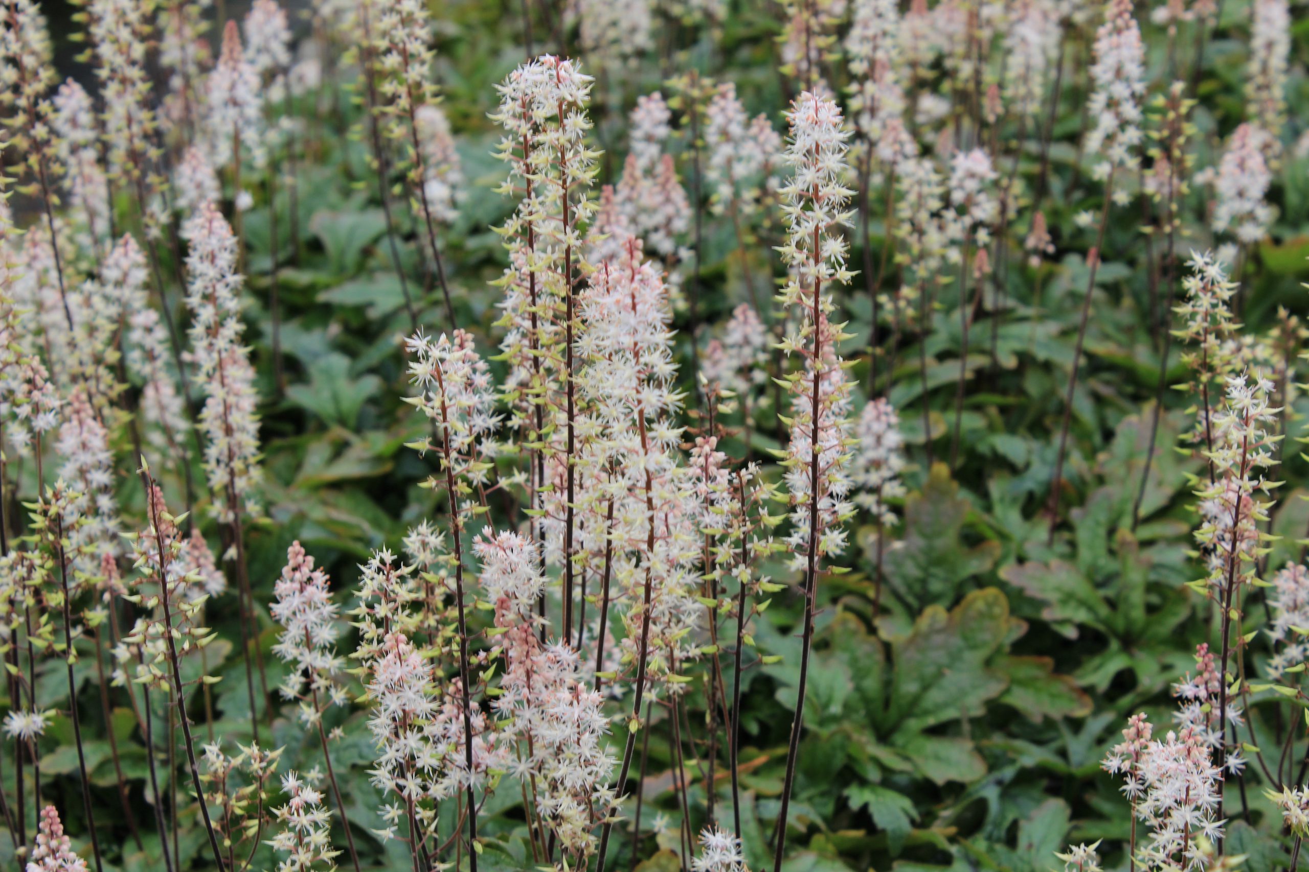 4549_tiarella_laciniata_pink_skyrocket_SS_002.jpeg
