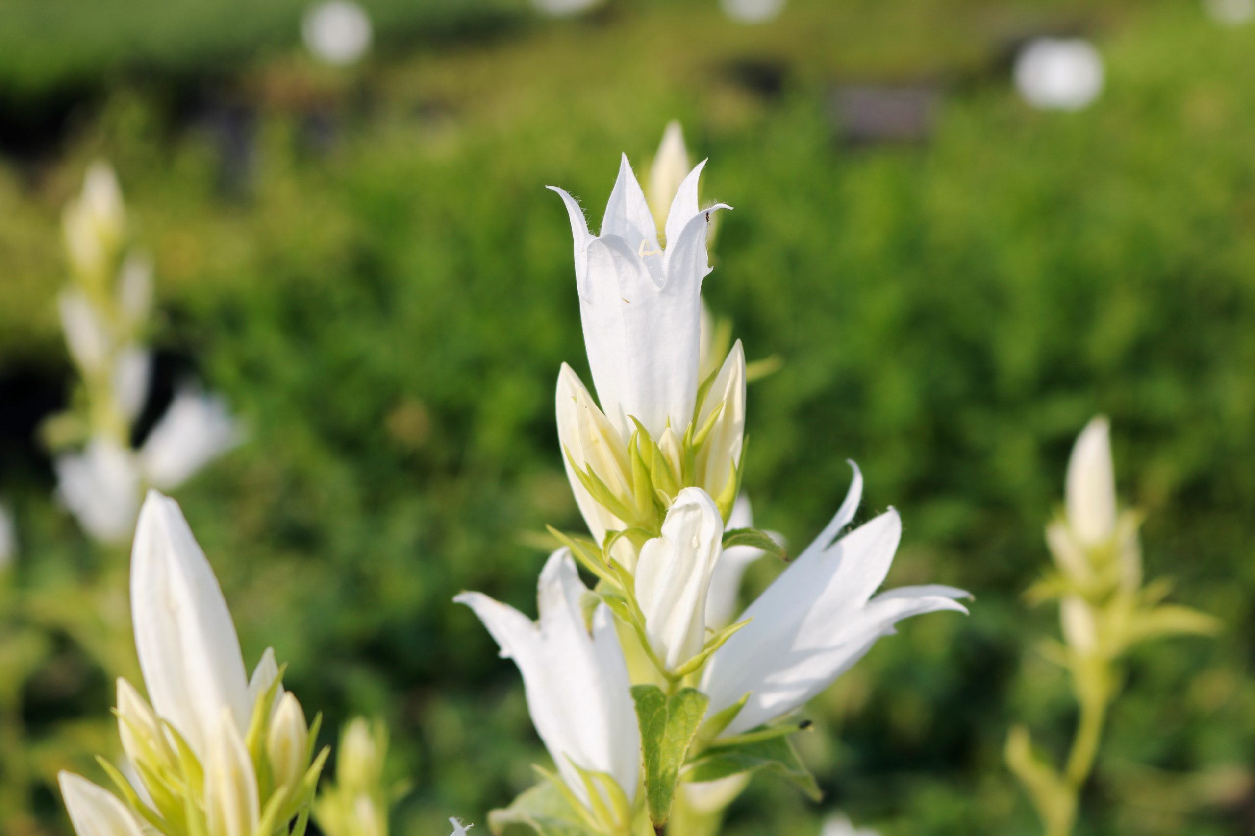 5673_campanula_lactiflora_alba_XS_001.jpeg