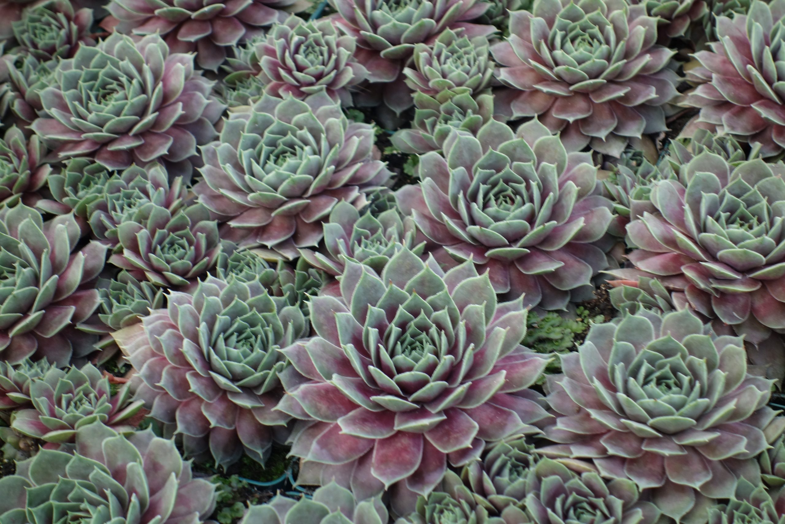 6794_sempervivum_cultorum_purple_quartz_SS_002.jpeg