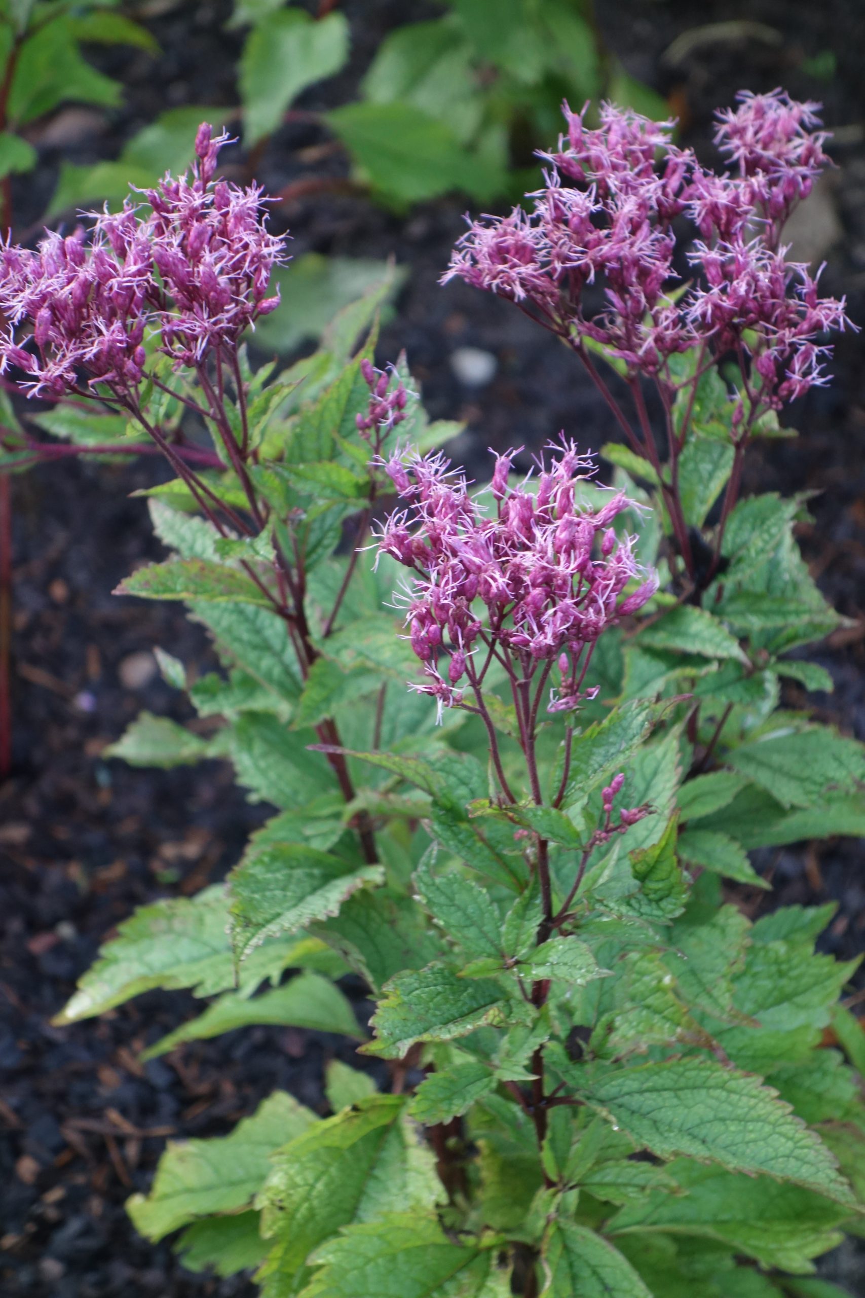 6847_eupatorium_fistulosum_ruby_SS_001.jpeg