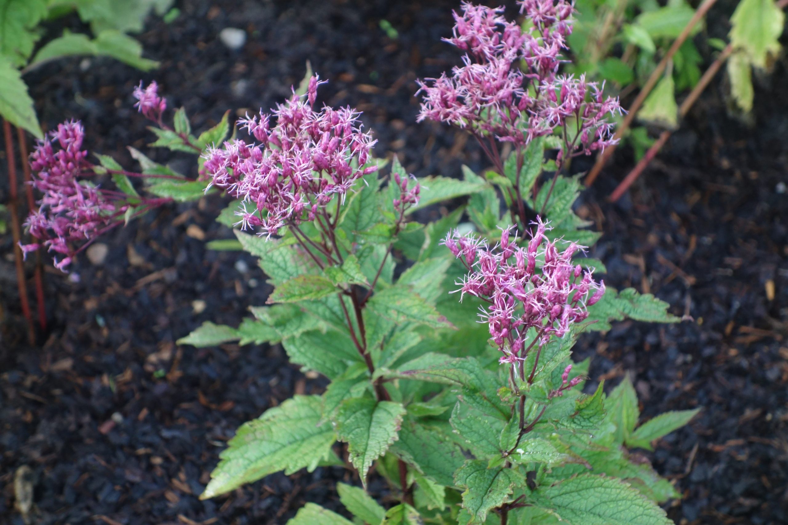 6848_eupatorium_fistulosum_ruby_SS_002.jpeg
