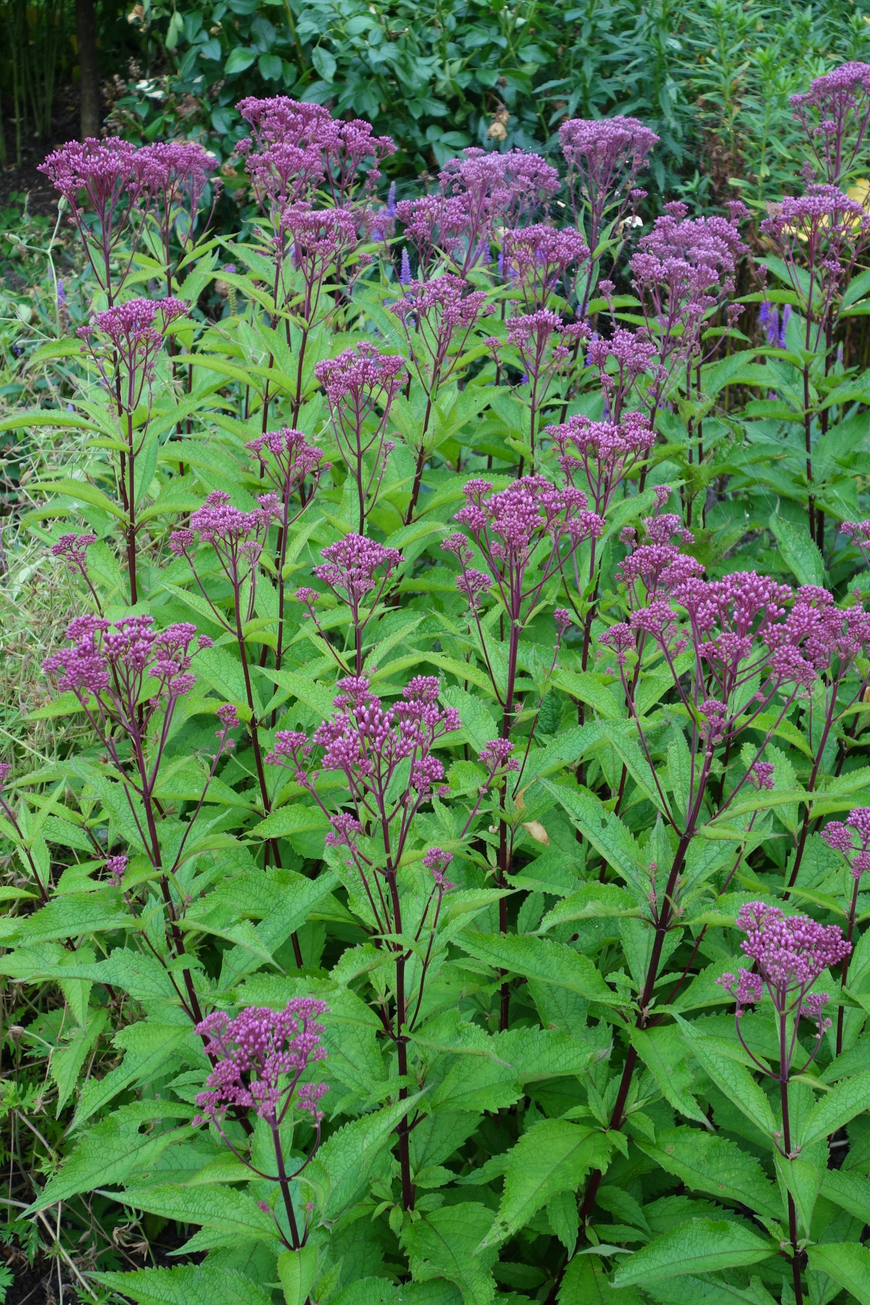 6849_eupatorium_fistulosum_ruby_SS_003.jpeg