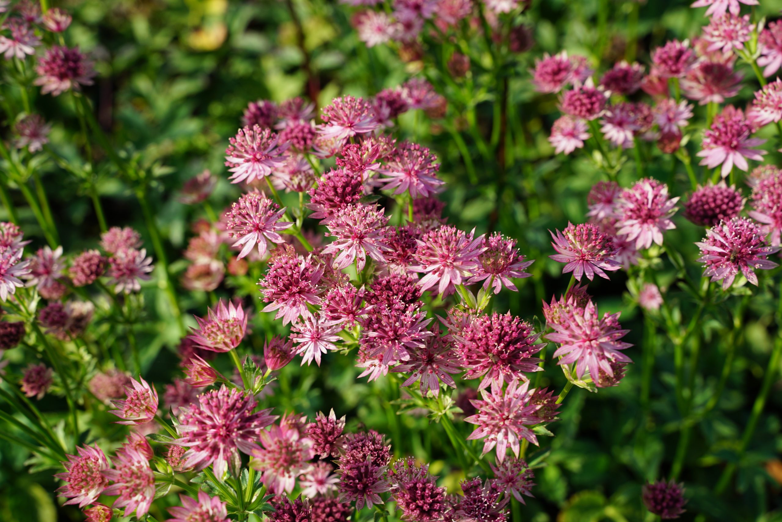 6908_astrantia_major_claret_SS_001.jpeg