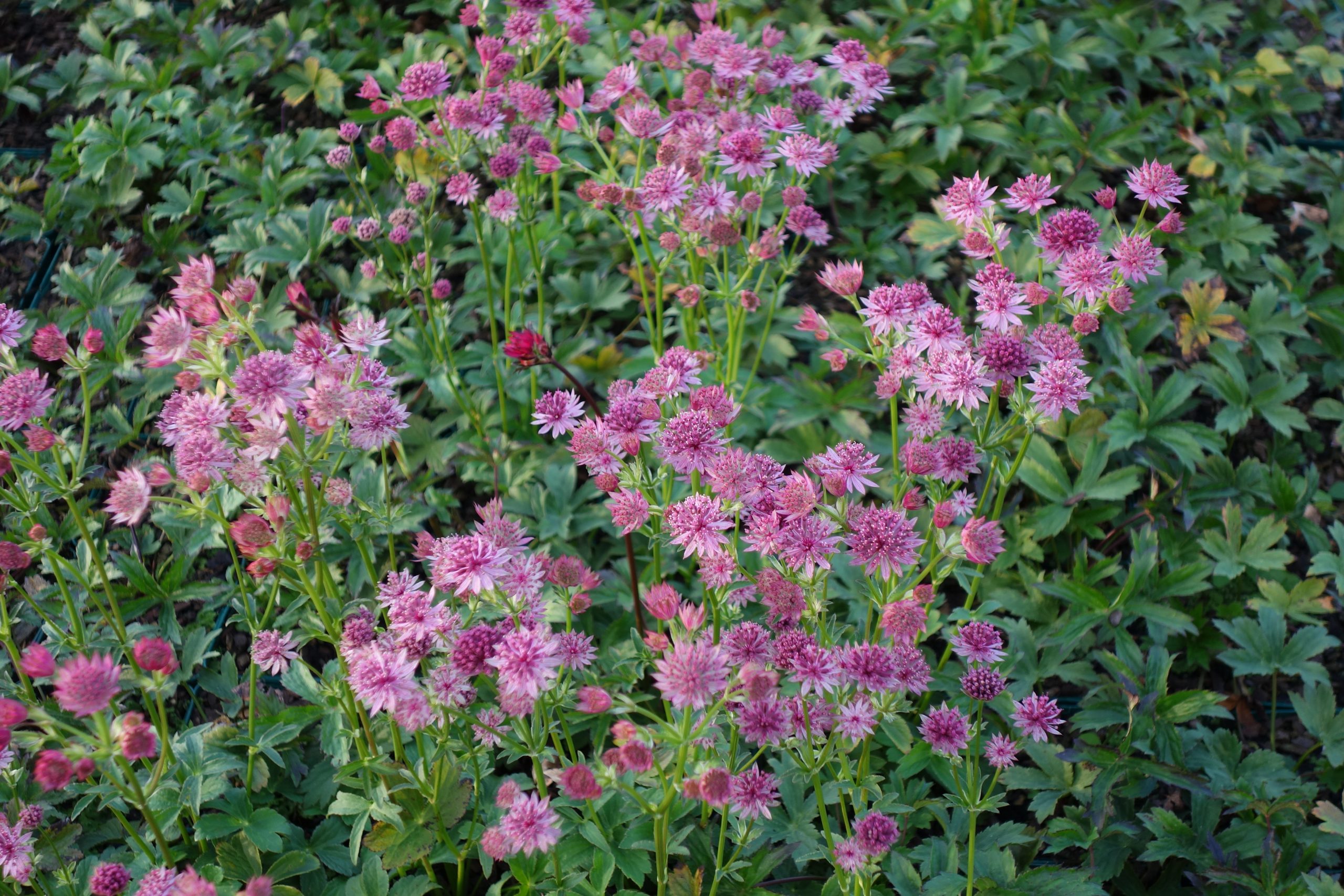 6909_astrantia_major_claret_SS_002.jpeg