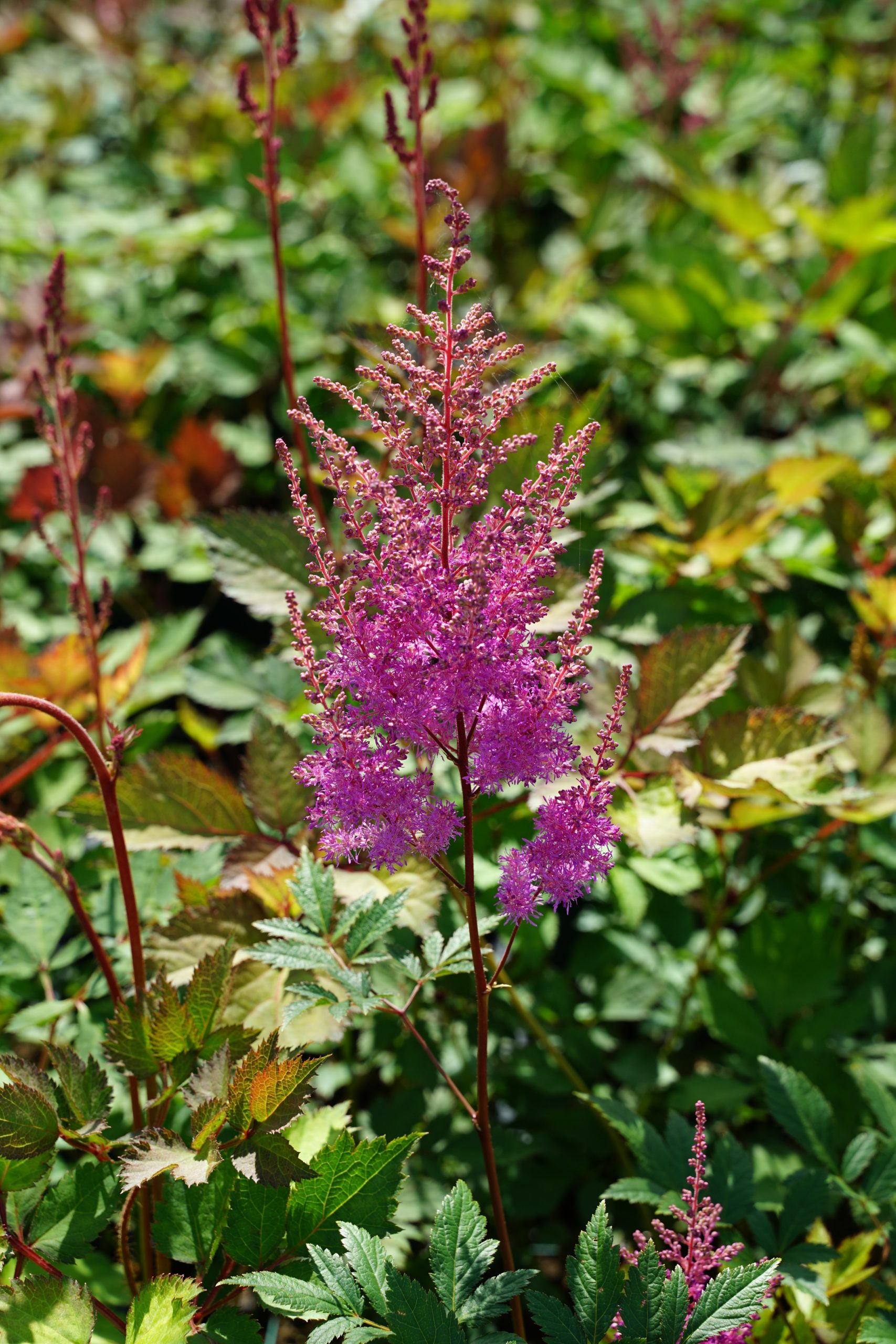 6964_astilbe_chinensis_mighty_pip_SS_002.jpeg