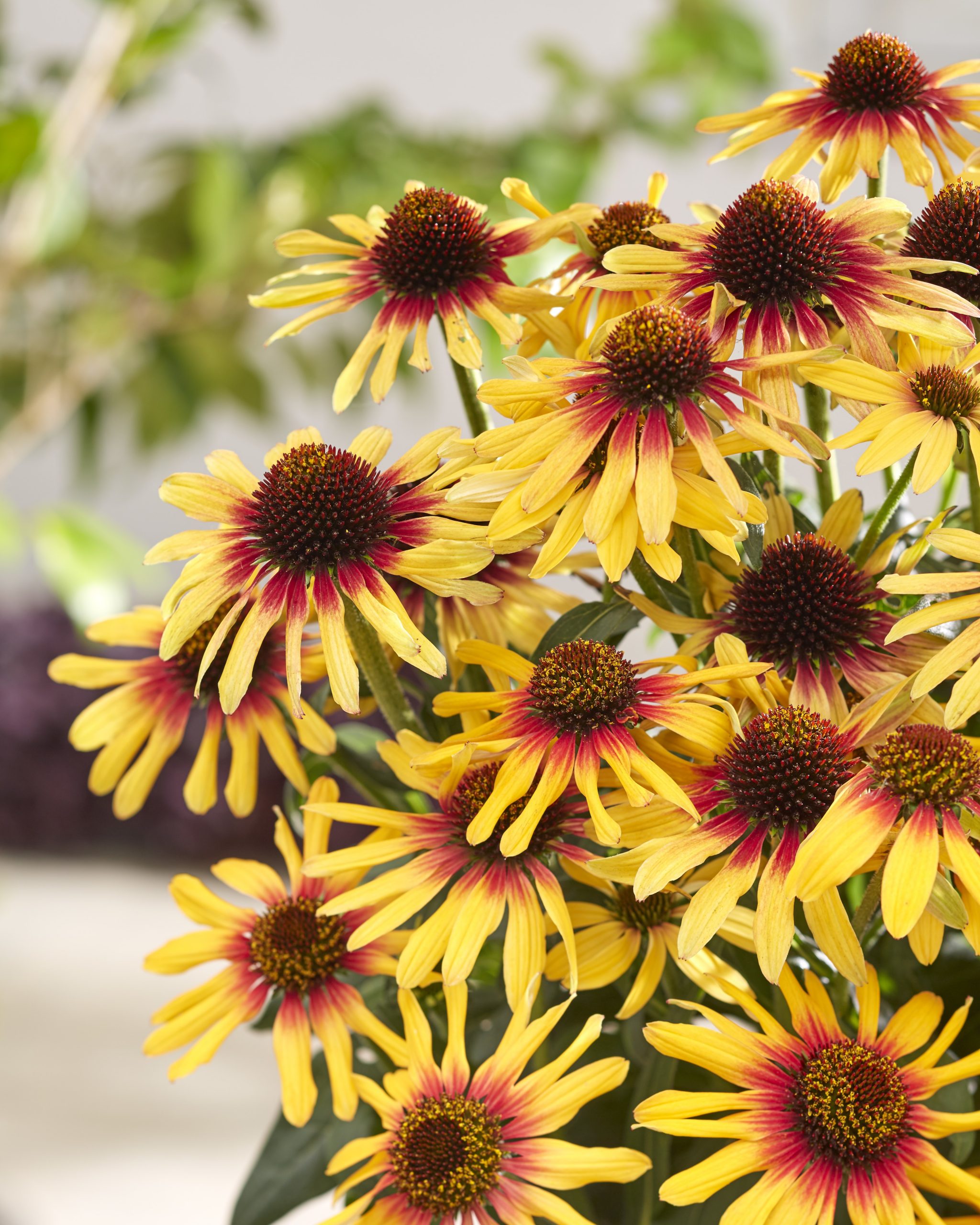 Echinacea SunSeekers 'Tequila Sunrise' ® – Bild 2