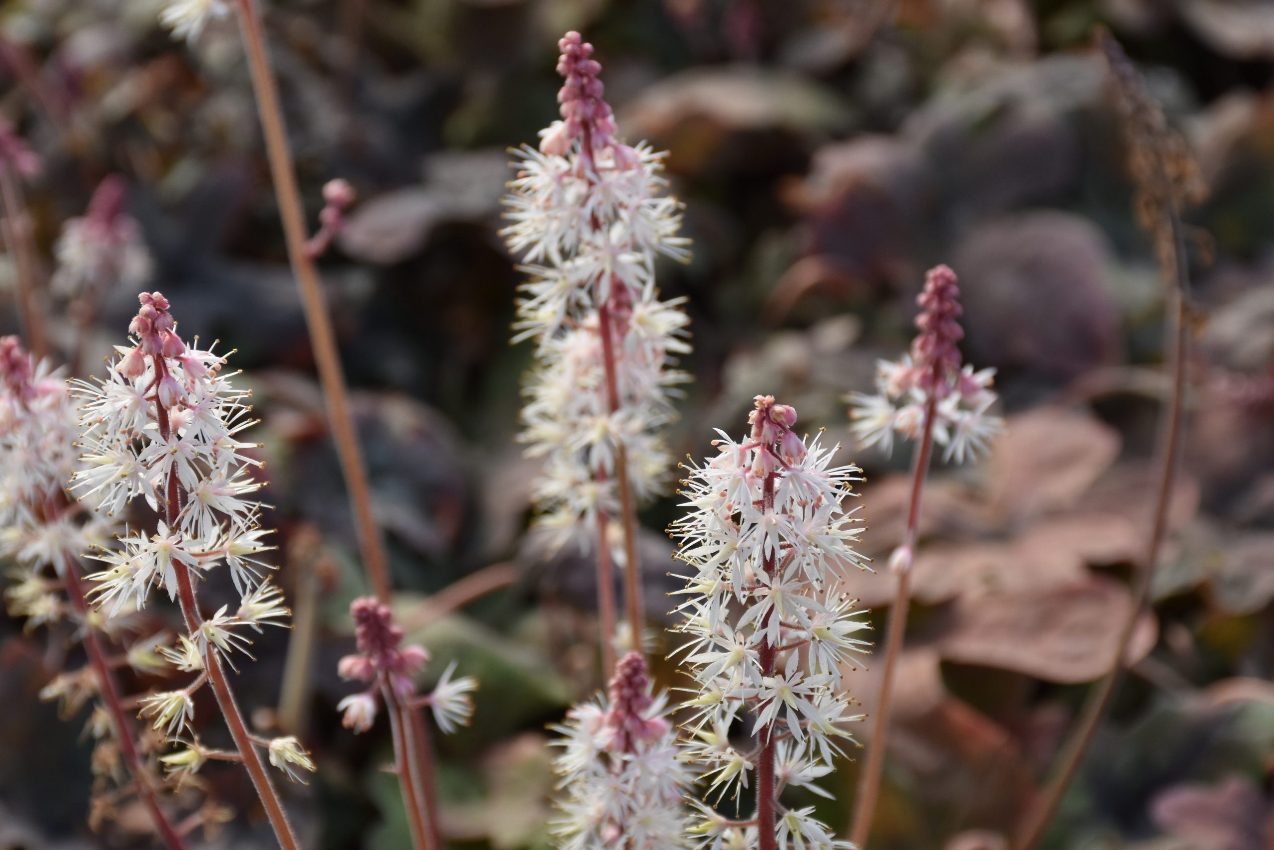 7249_tiarella_laciniata_spring_symphony_XS_004.jpg