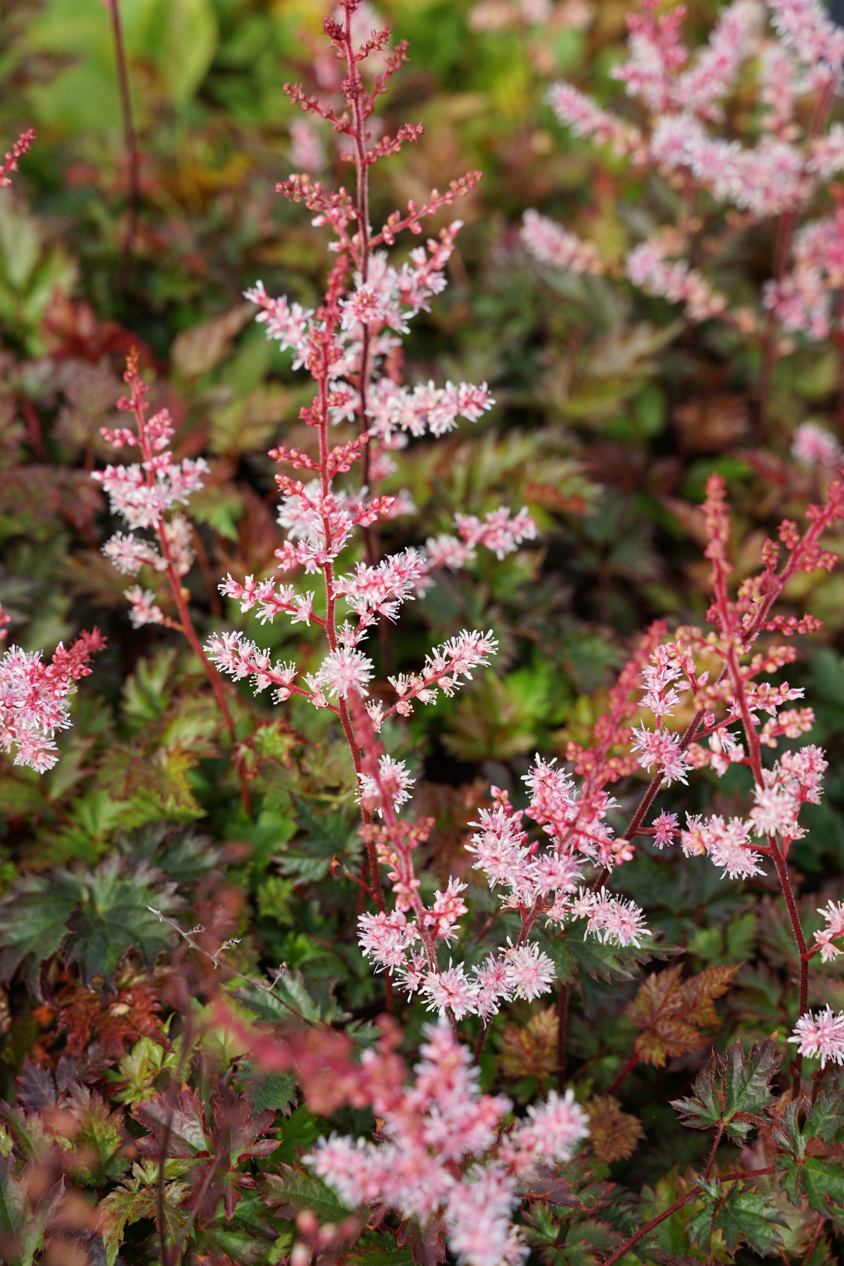739_astilbe_chinensis_delft_lace_SS_001.jpeg