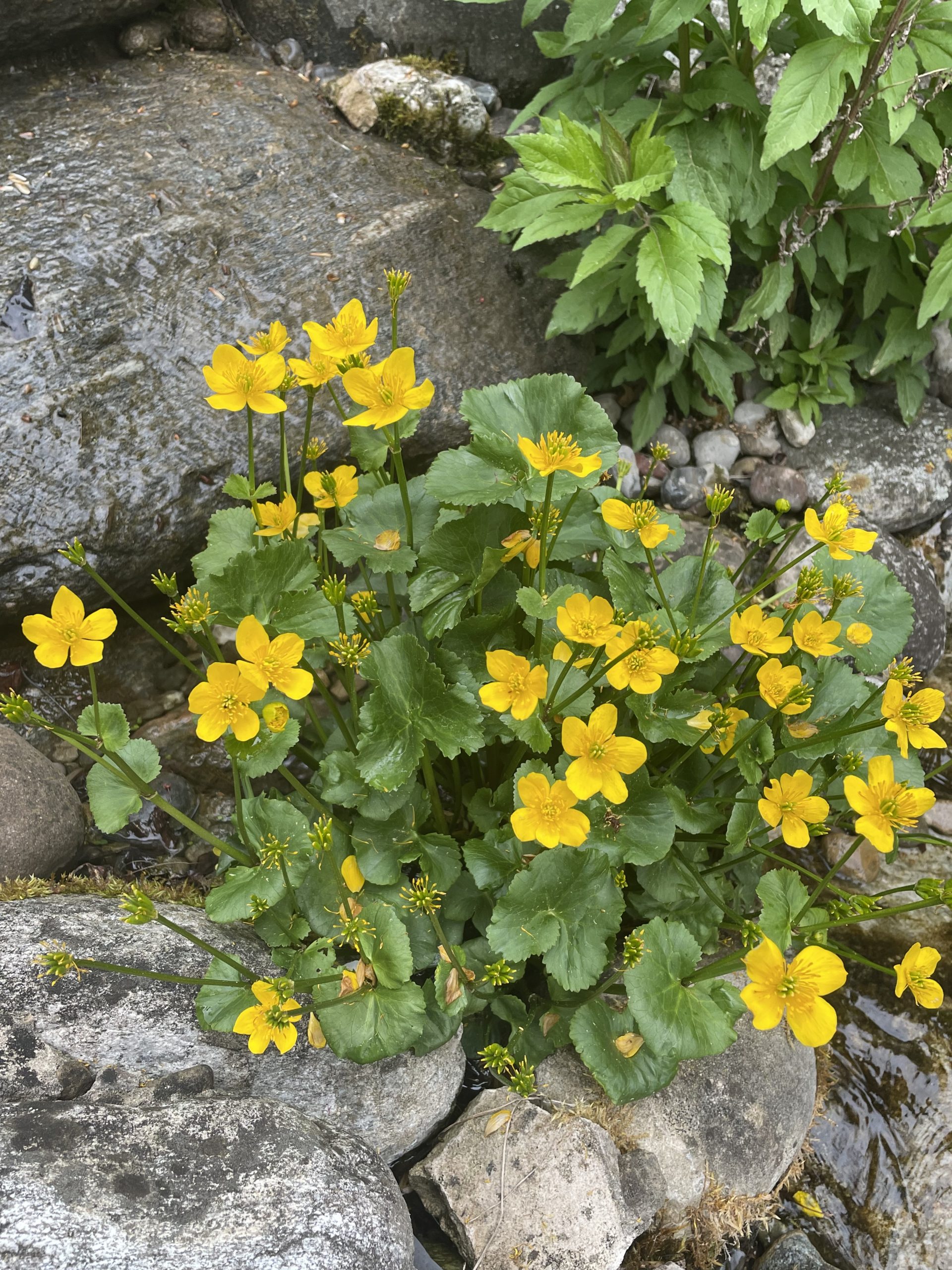 7742_caltha_palustris_BG_005.jpg