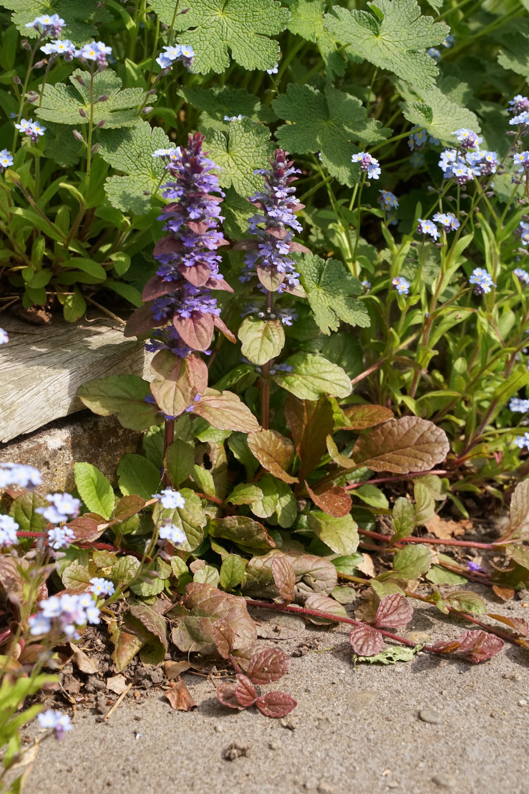 8221_ajuga_reptans_SS_005.jpg