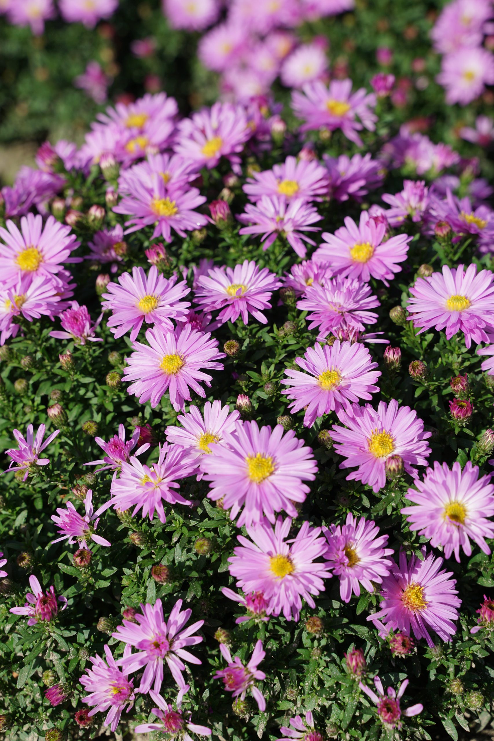 8249_aster_dumosus_beryll_SS_002.jpg