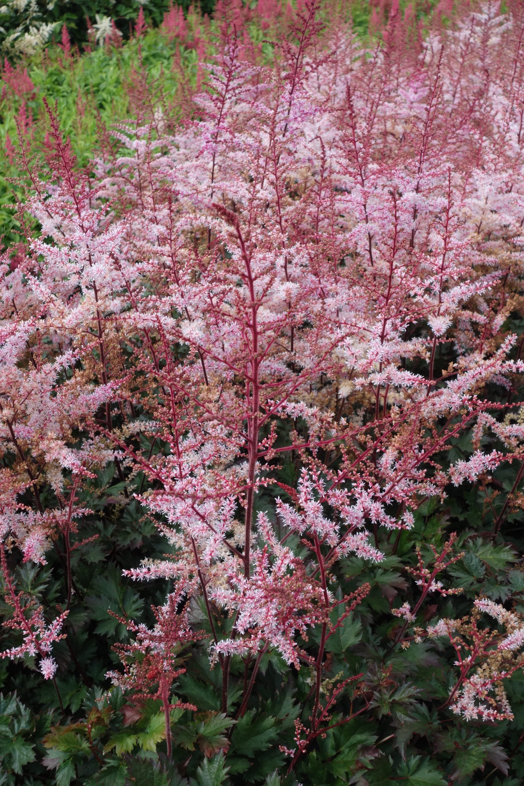 8261_astilbe_chinensis_delft_lace_SS_003.jpg