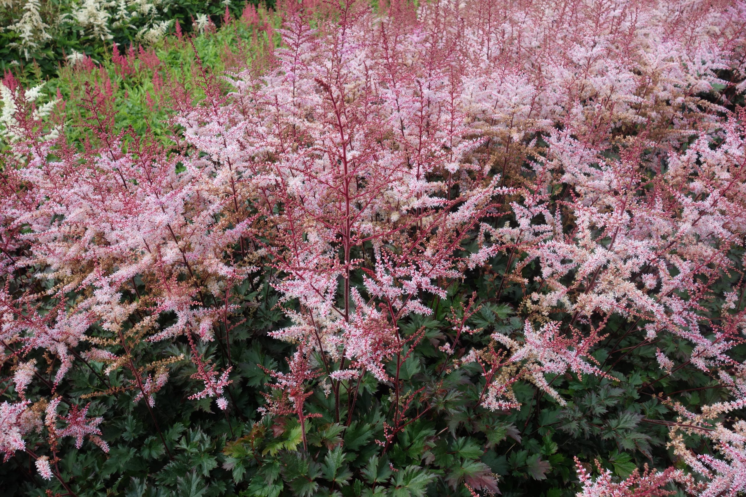 8262_astilbe_chinensis_delft_lace_SS_004.jpg