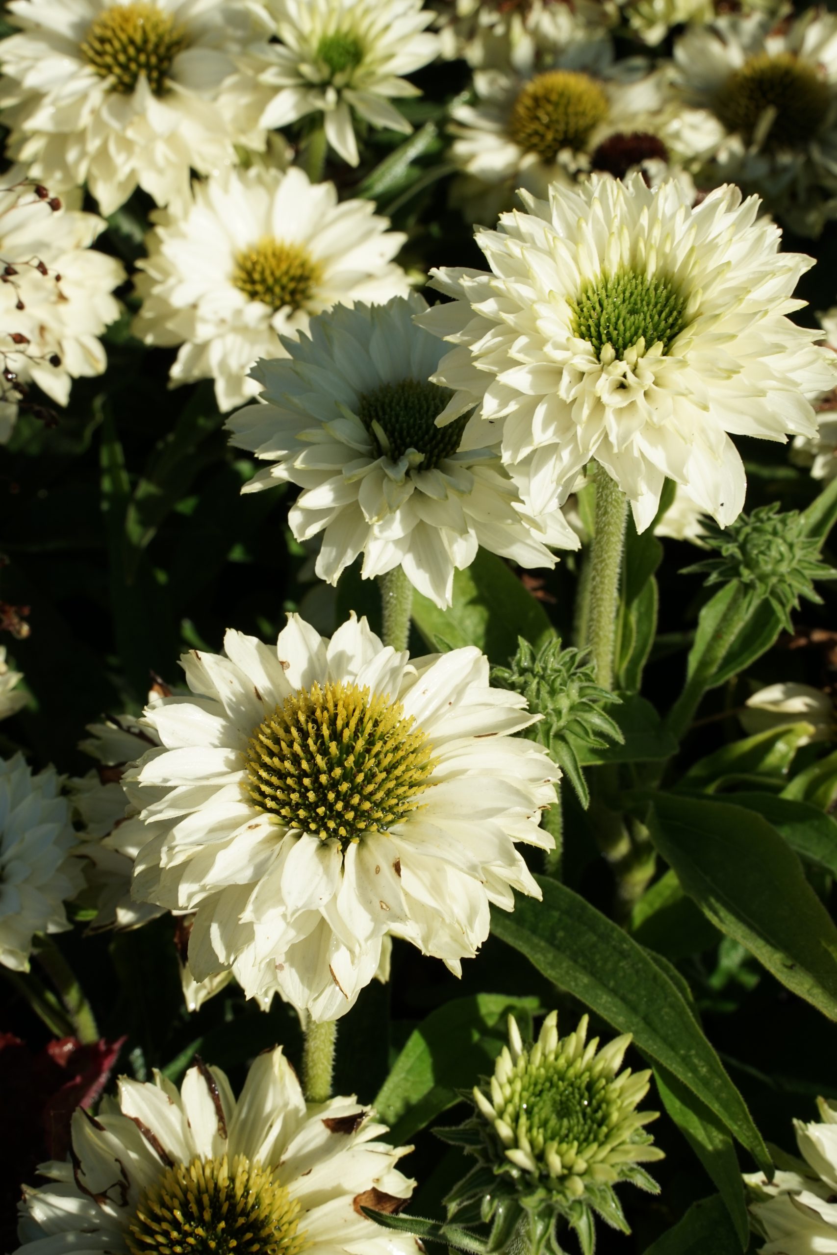 8304_echinacea_sunseekers_white_perfection_SS_003.jpg