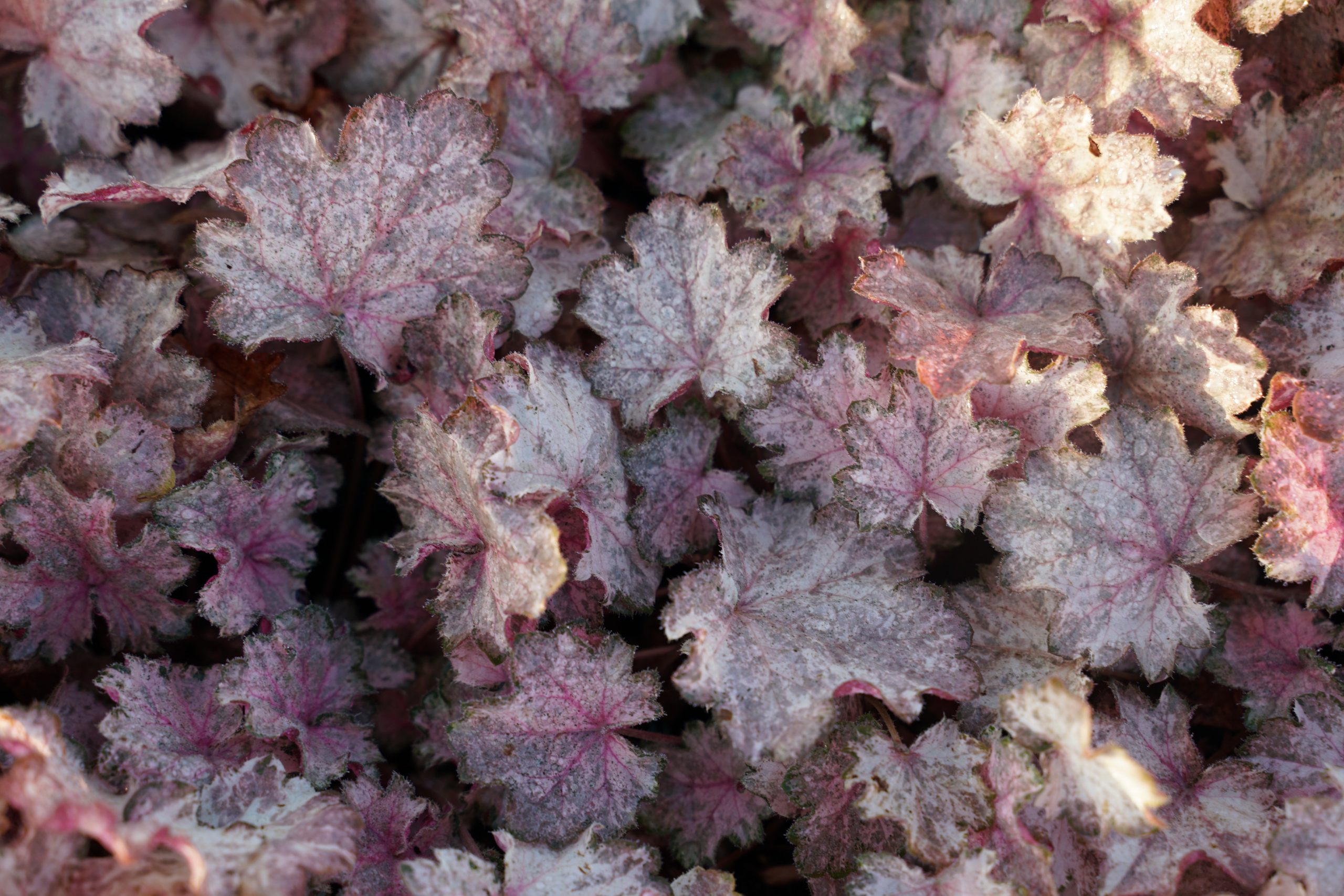 8345_heuchera_micrantha_pinky_panky_SS_002.jpg