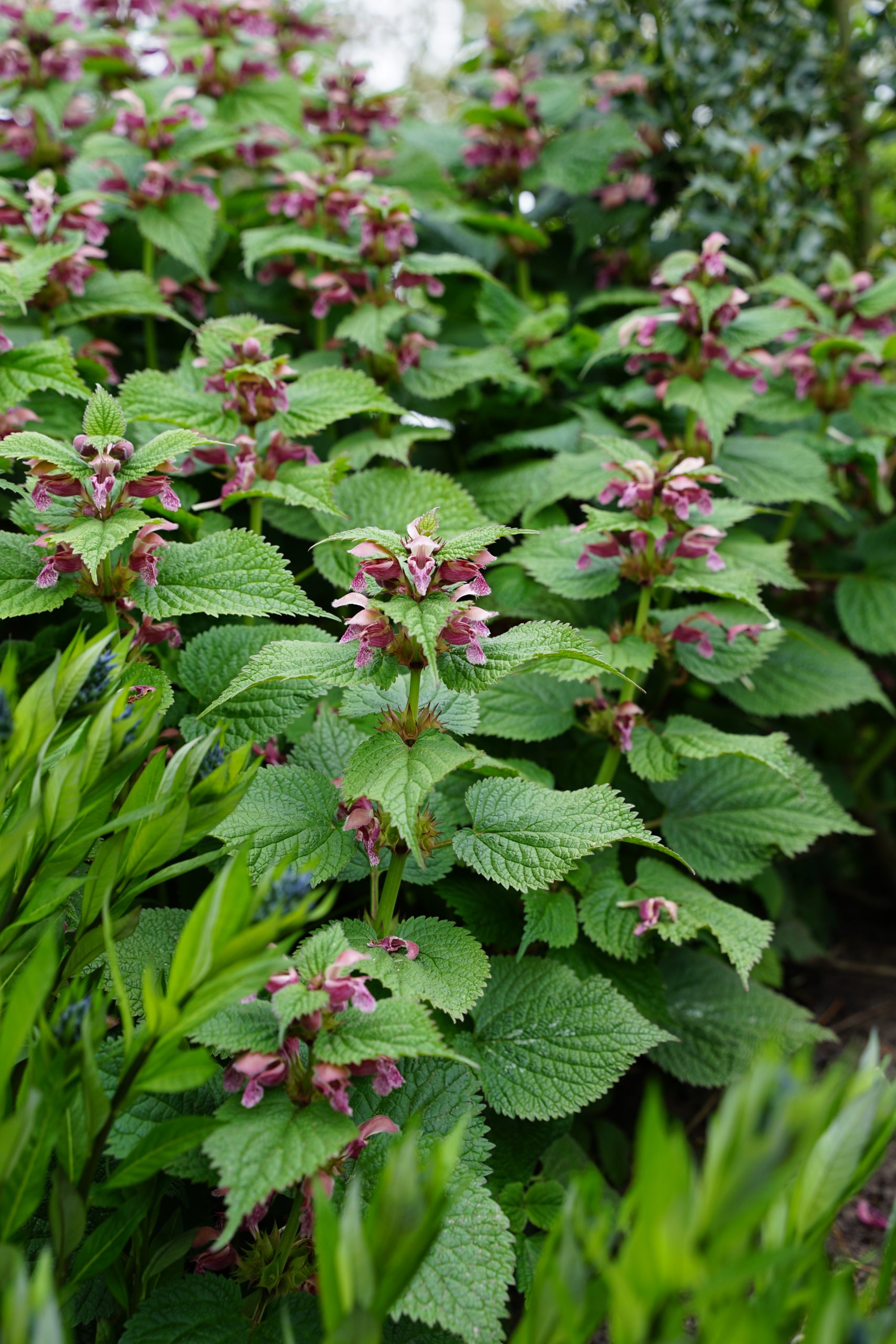 8358_lamium_orvala_SS_006.jpg