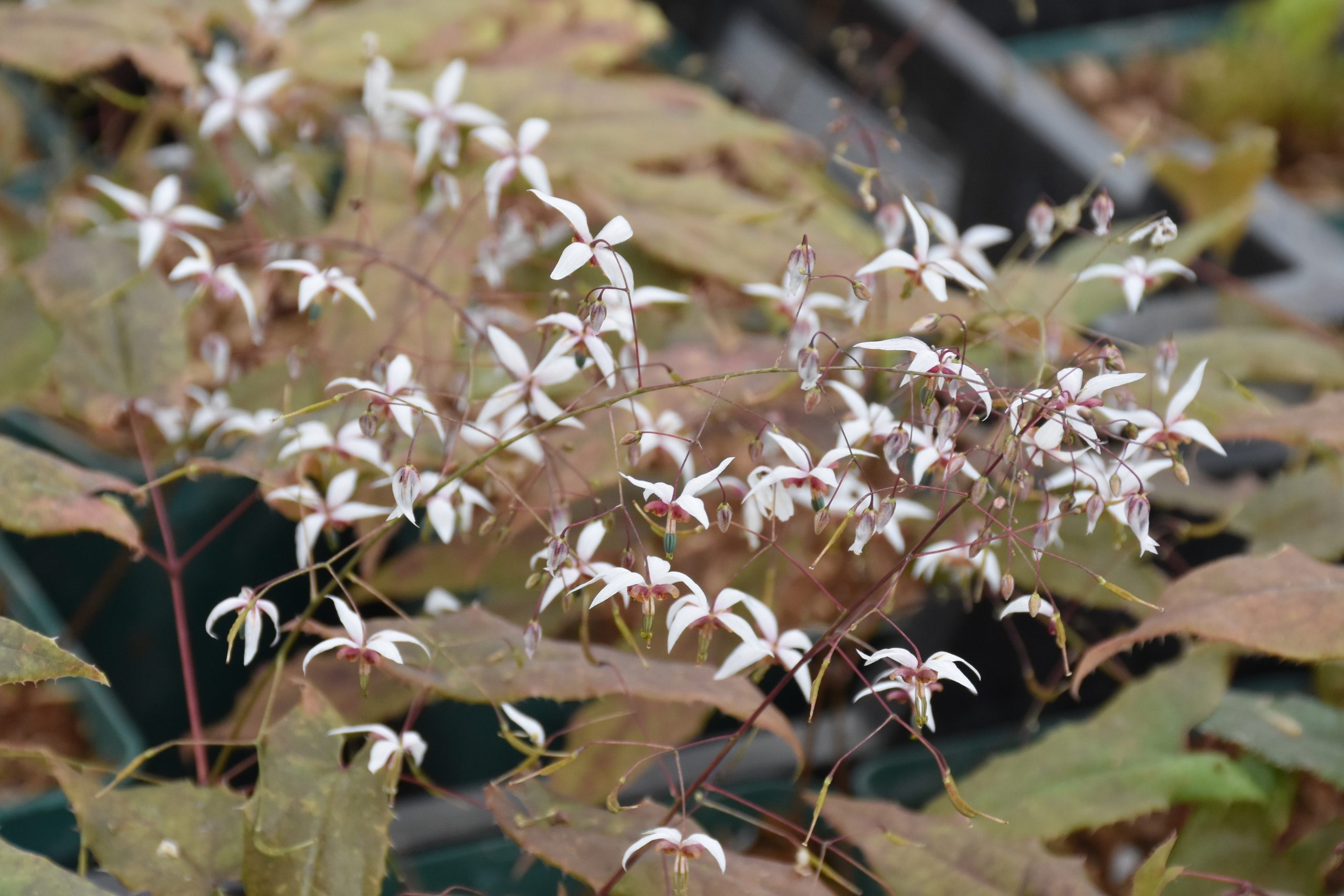 8600_epimedium_pubescens_blutentanz_XS_003.jpg