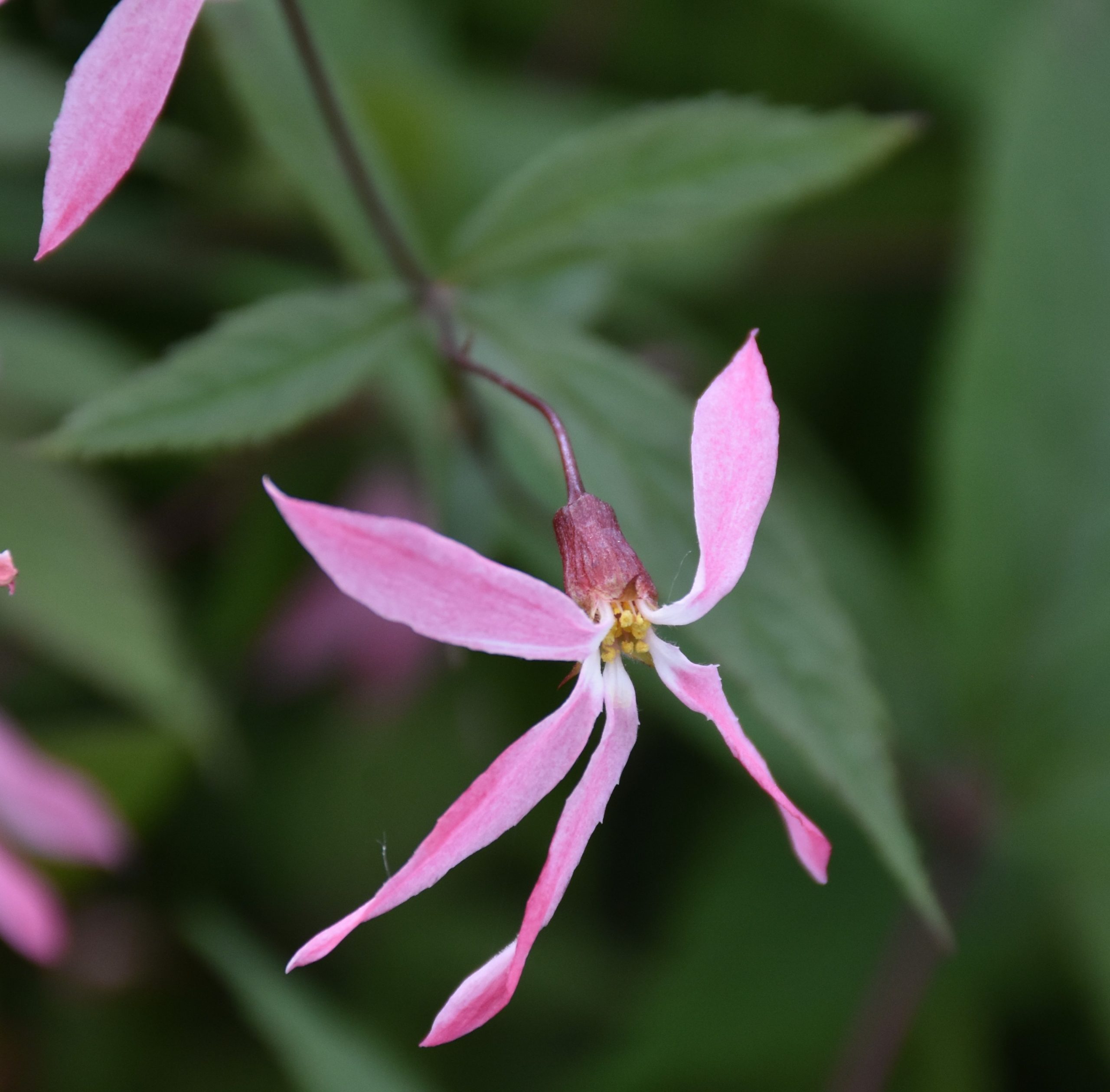 8677_gillenia_trifoliata_pink_profusion_XS_005.jpg