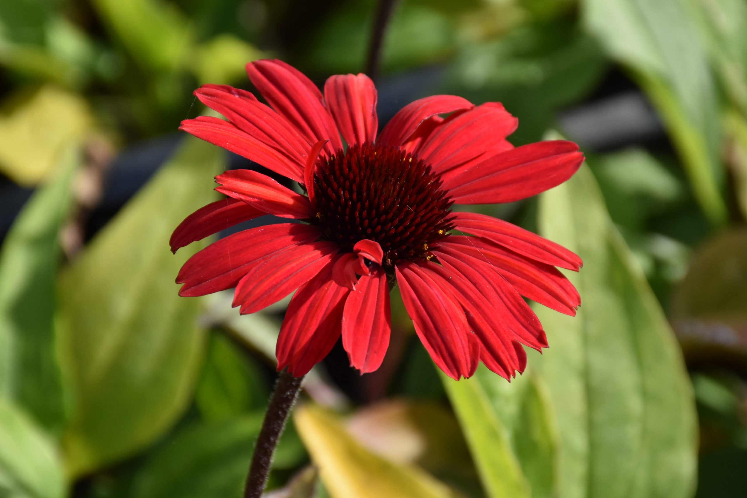 8887_echinacea_sunseekers_red_XS_006.jpg