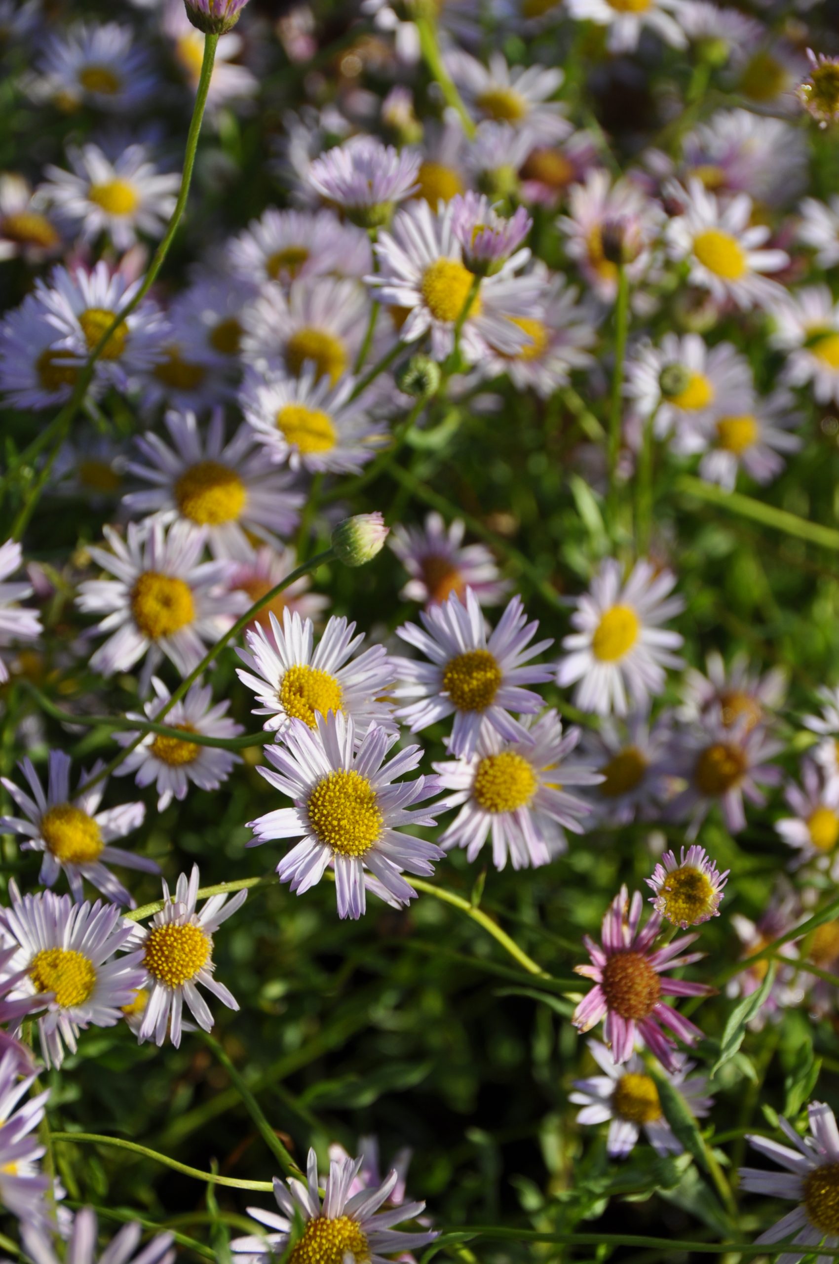 8951_erigeron_karvinskianus_lavender_lady_BG_002.jpg