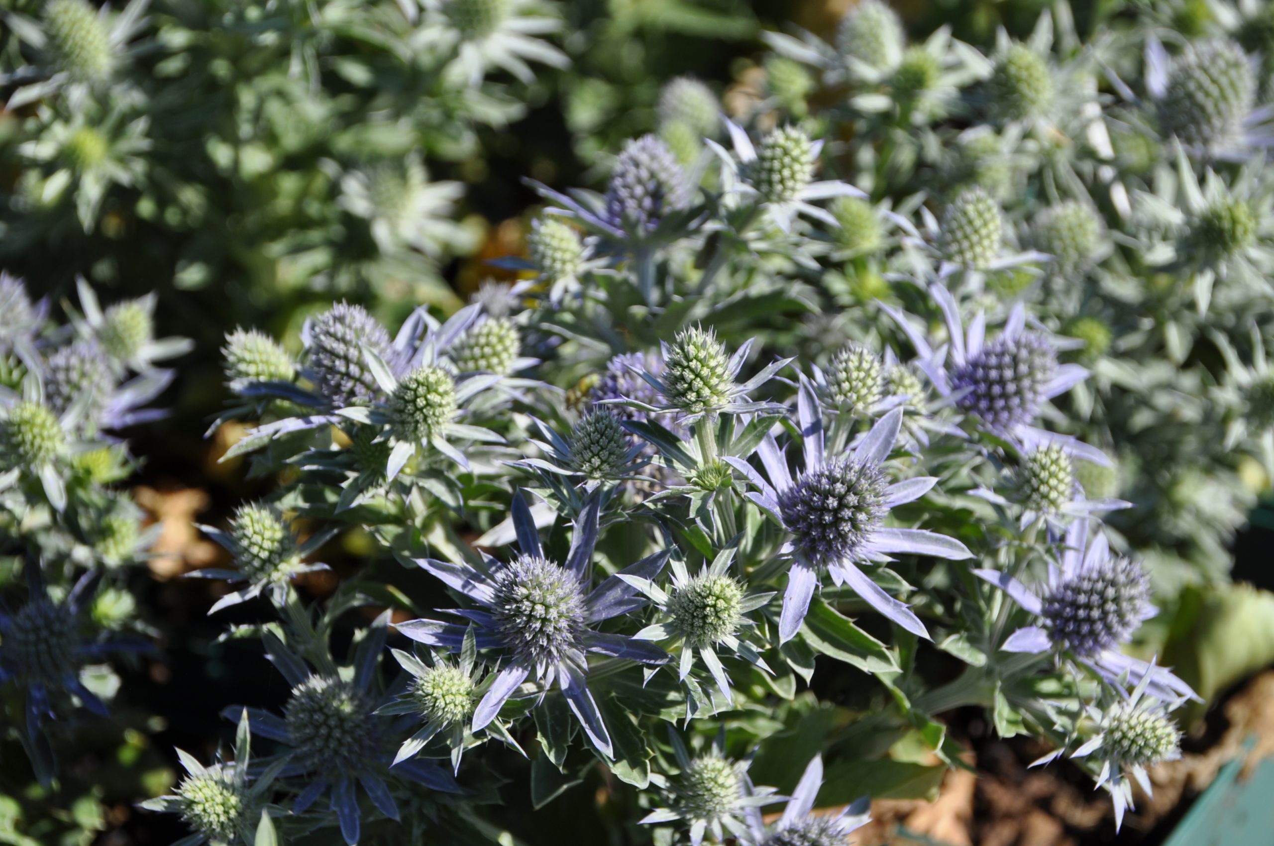 9010_eryngium_planum_blue_hobbit_BG_003.jpg