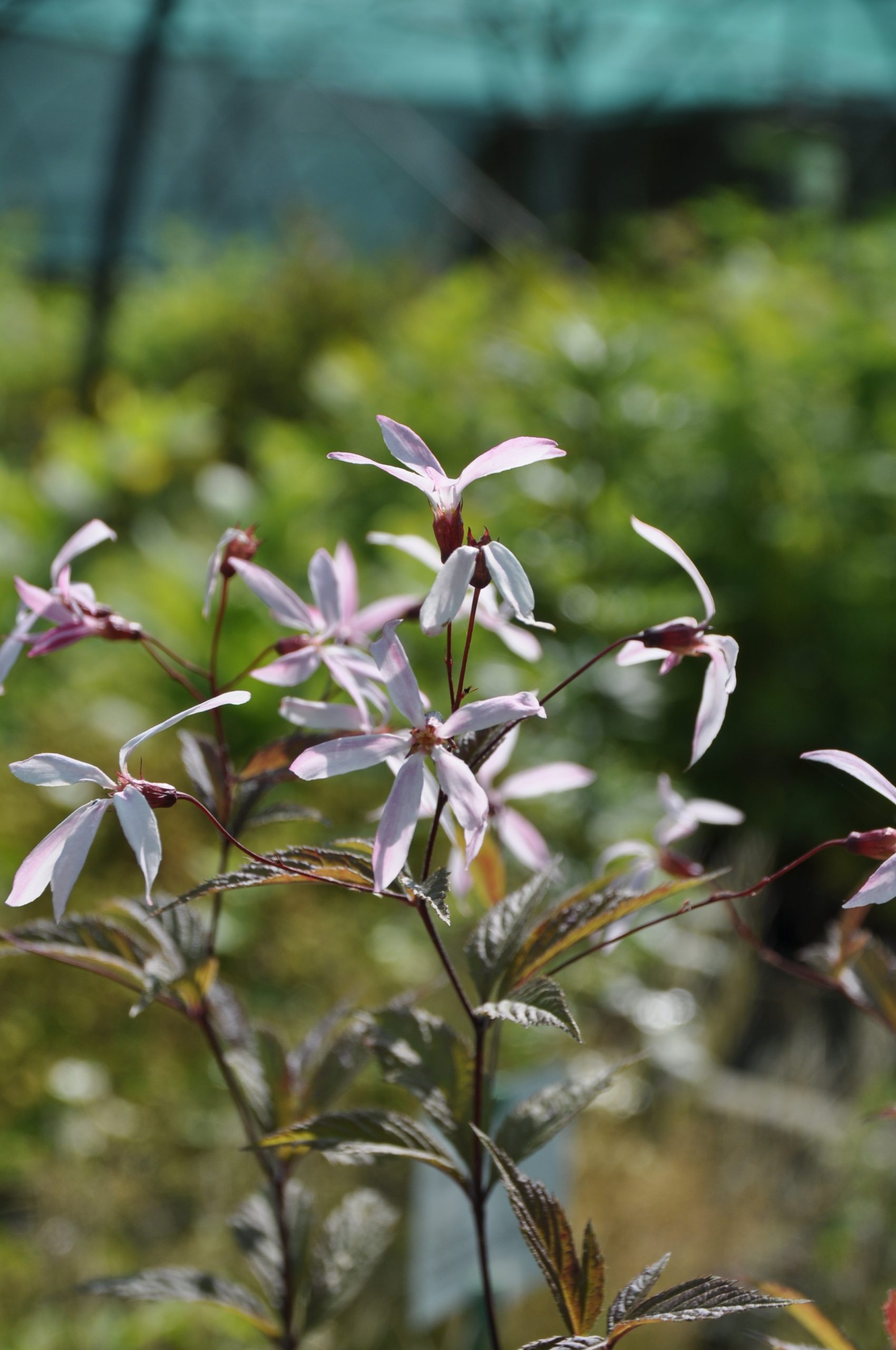 9017_gillenia_trifoliata_pink_profusion_BG_008.jpg
