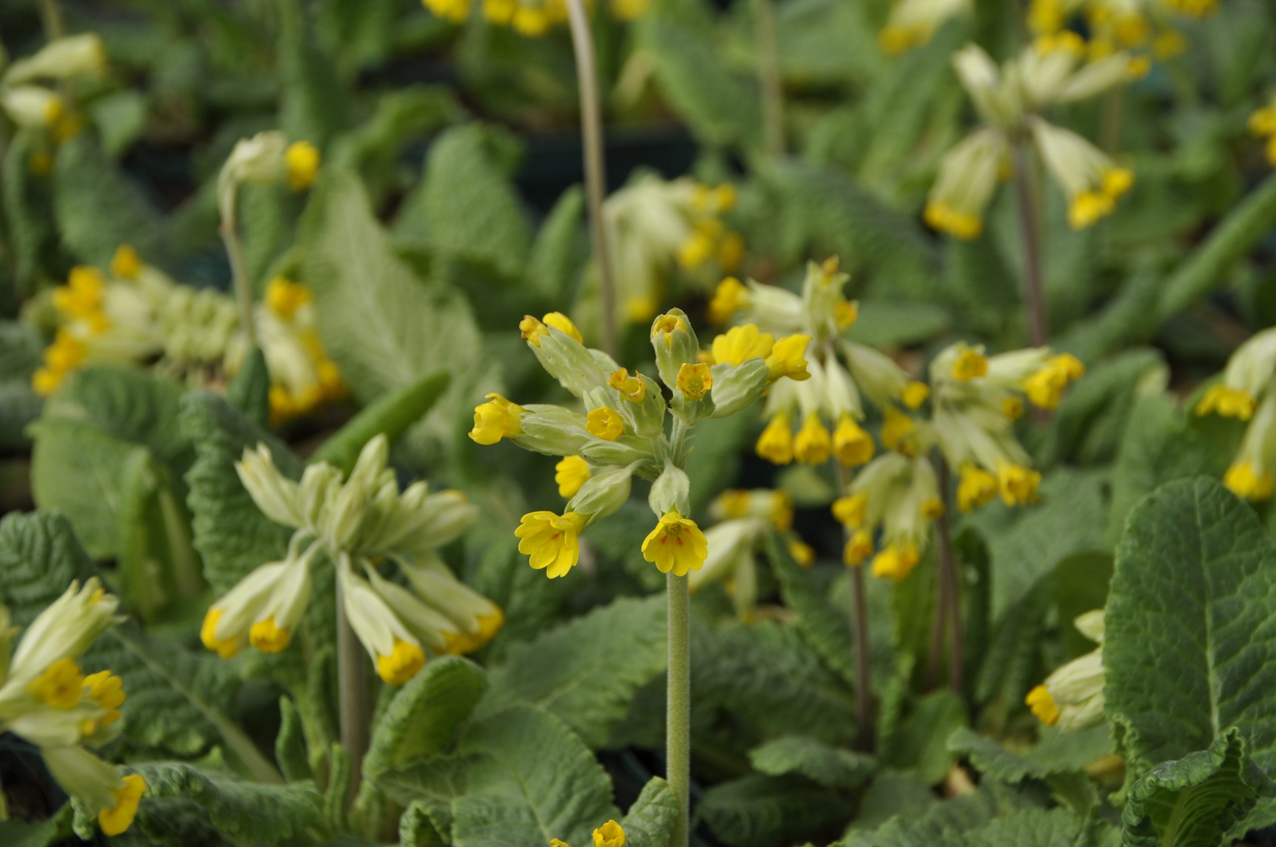 9229_primula_veris_BG_007.jpg
