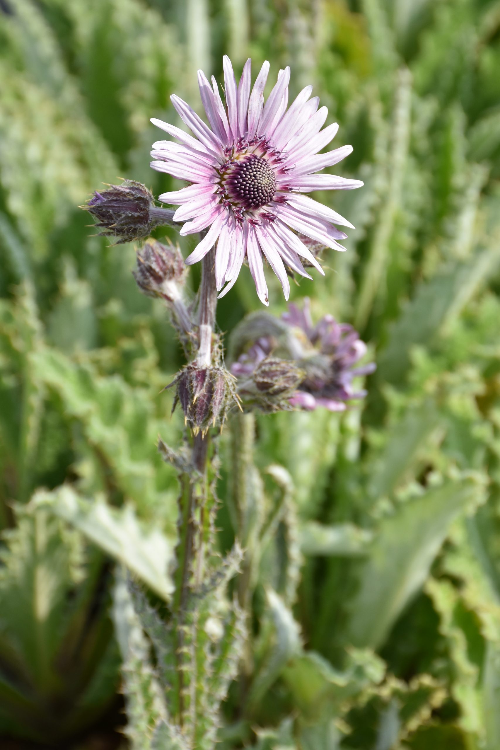 9775_berkheya_purpurea_XS_005.jpg