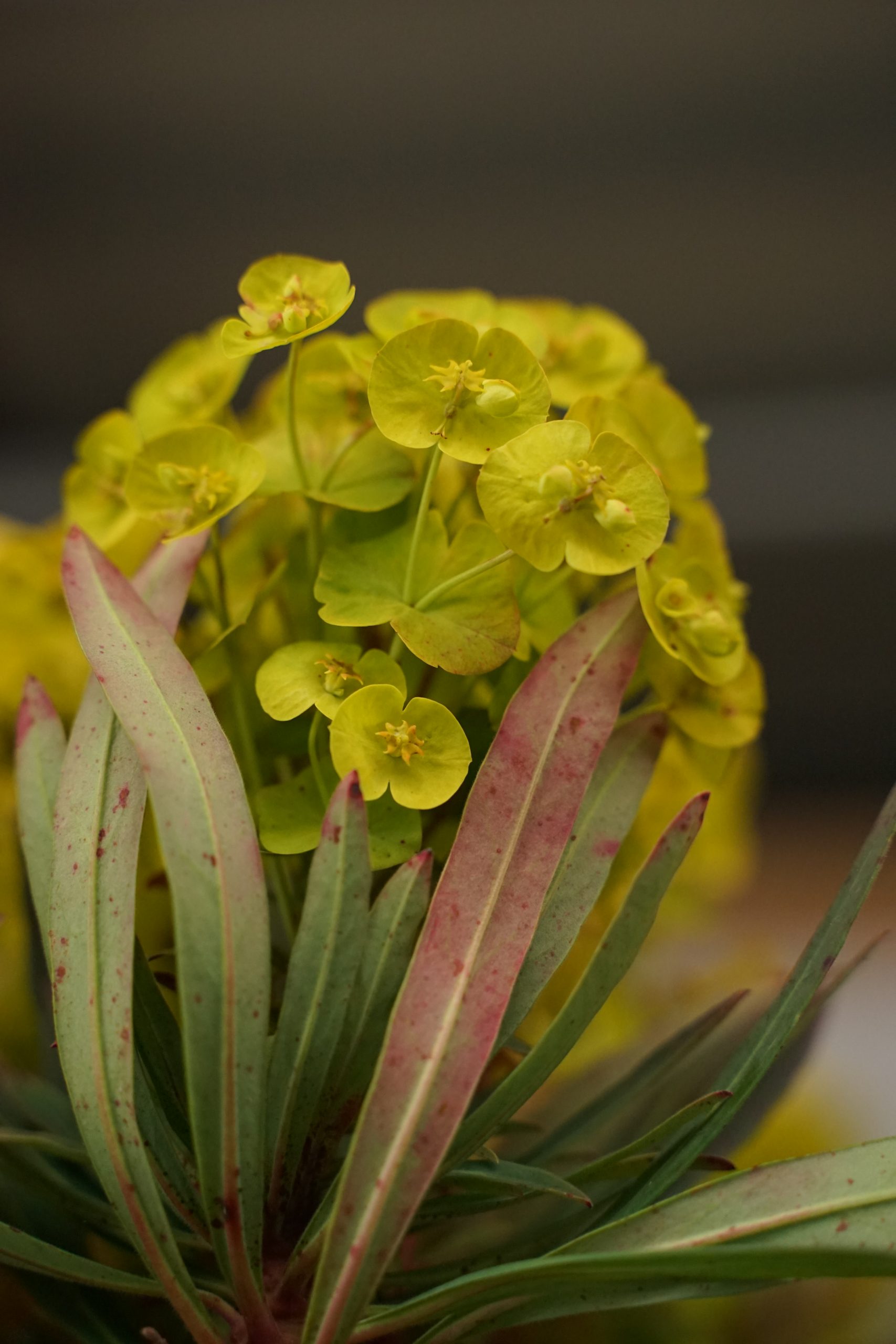 10510_euphorbia_epithymoides_polychroma_major_SS_001.jpg