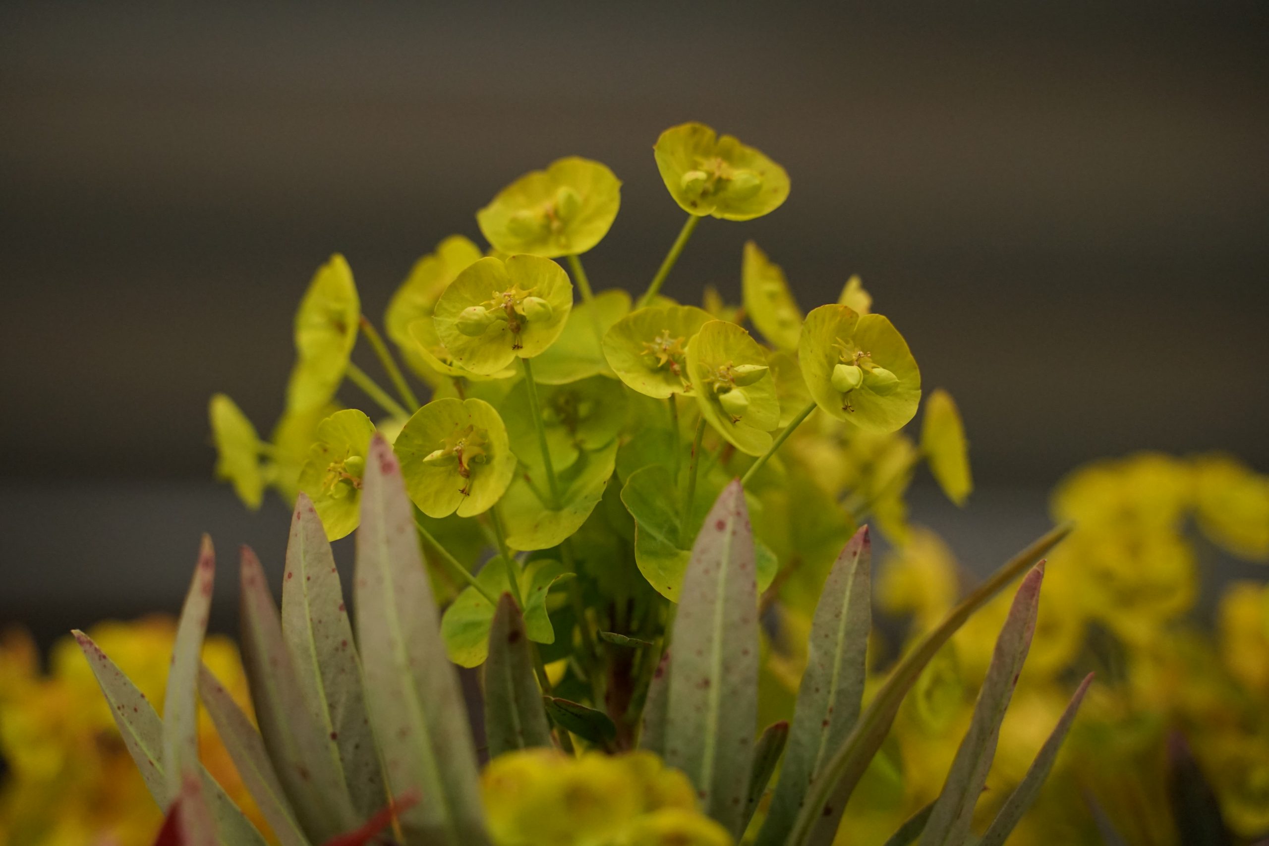 10511_euphorbia_epithymoides_polychroma_major_SS_002.jpg