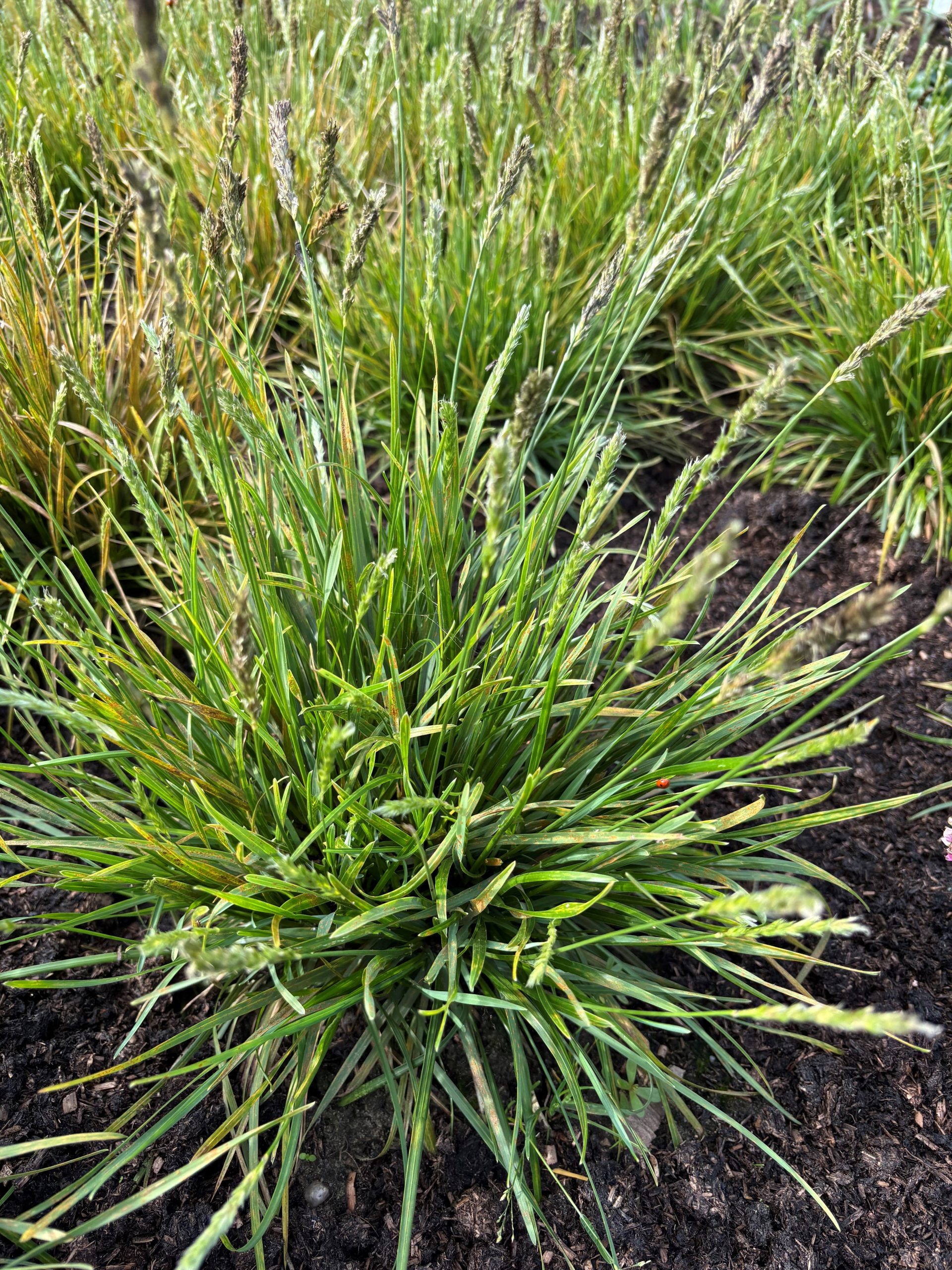 12719_sesleria_cultorum_greenlee_SS_001.jpg