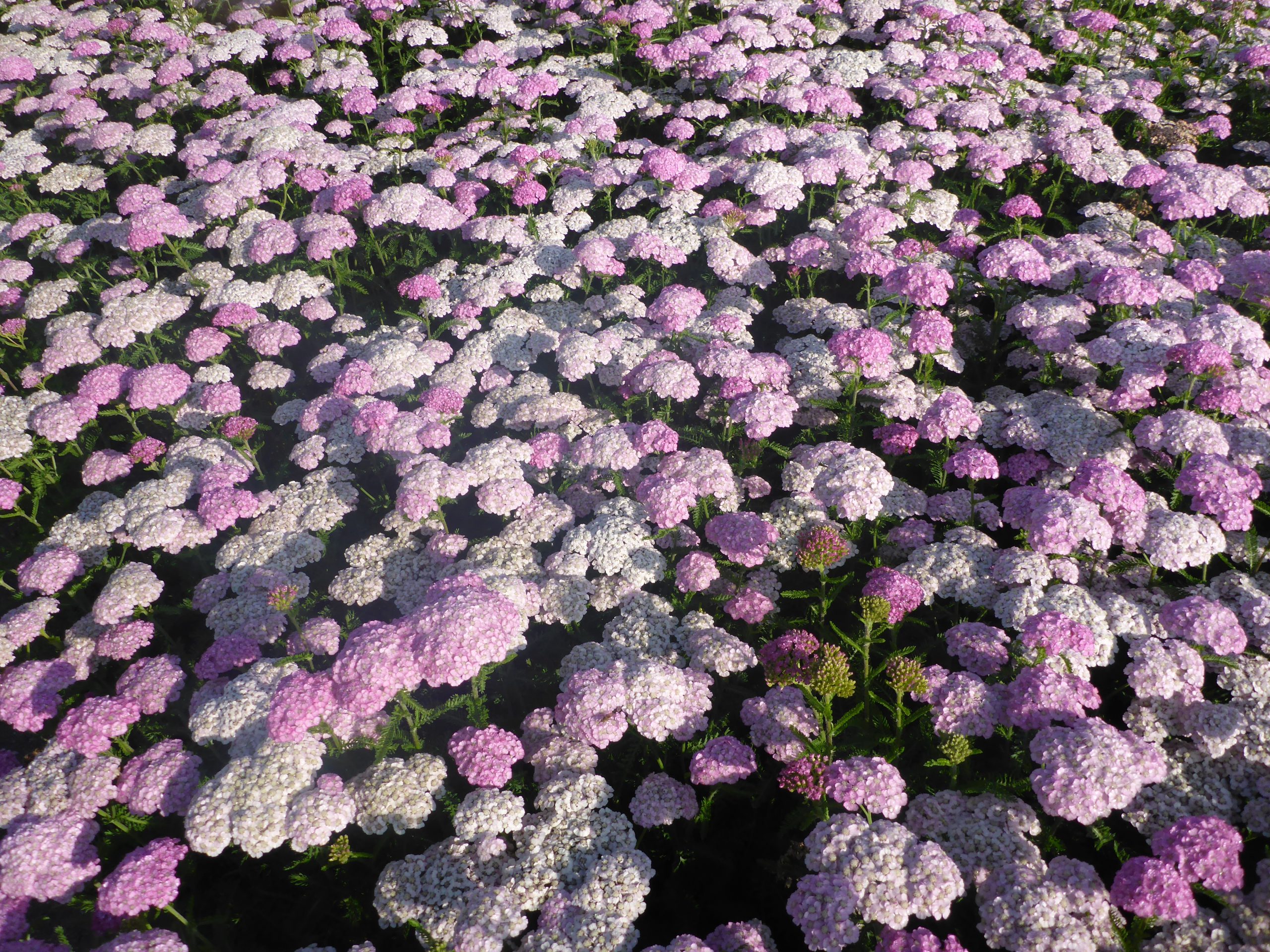 12778_achillea_millef_apfelblute_SS_001.jpg