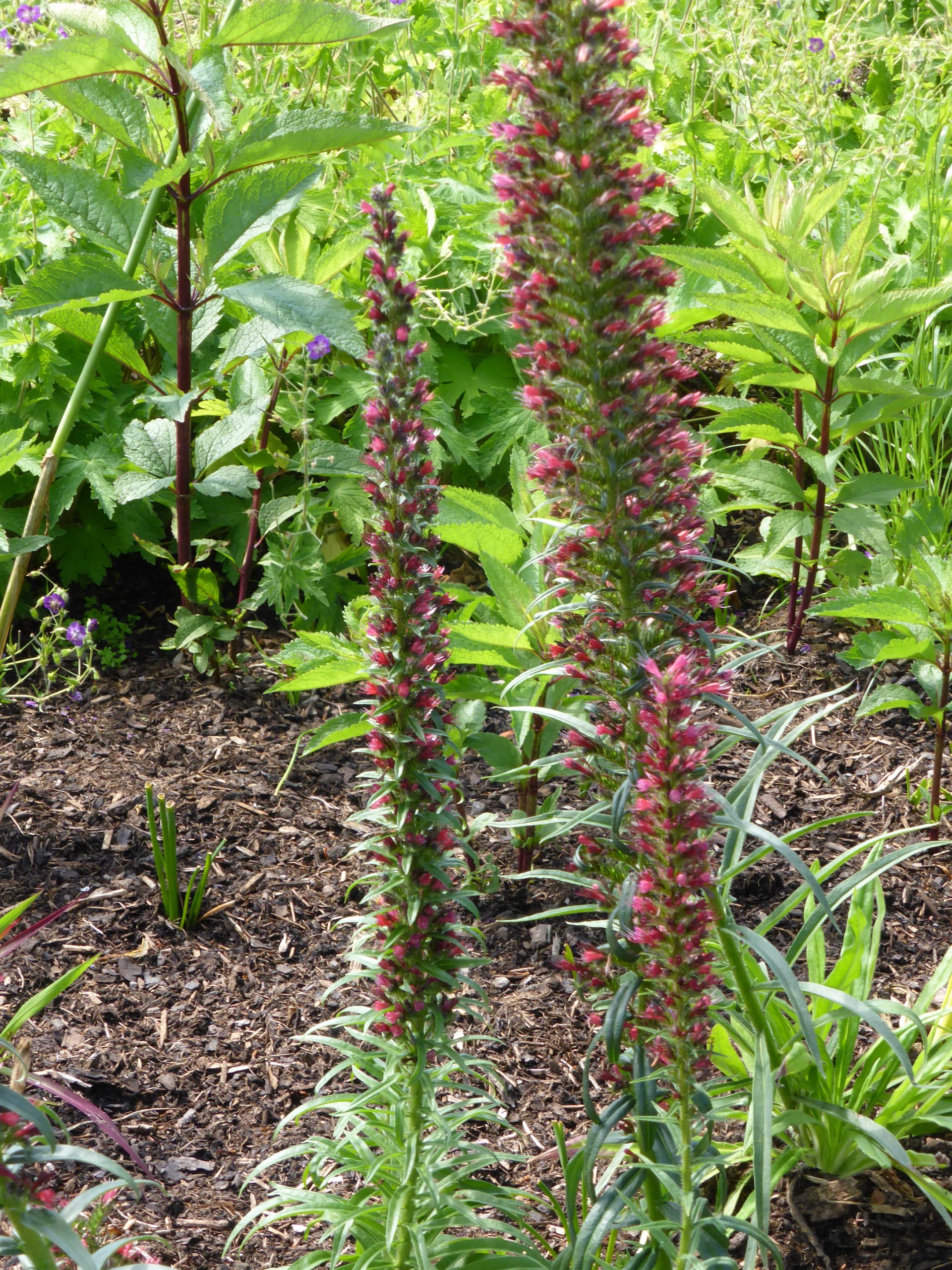 12782_echium_russicum_SS_001.jpg