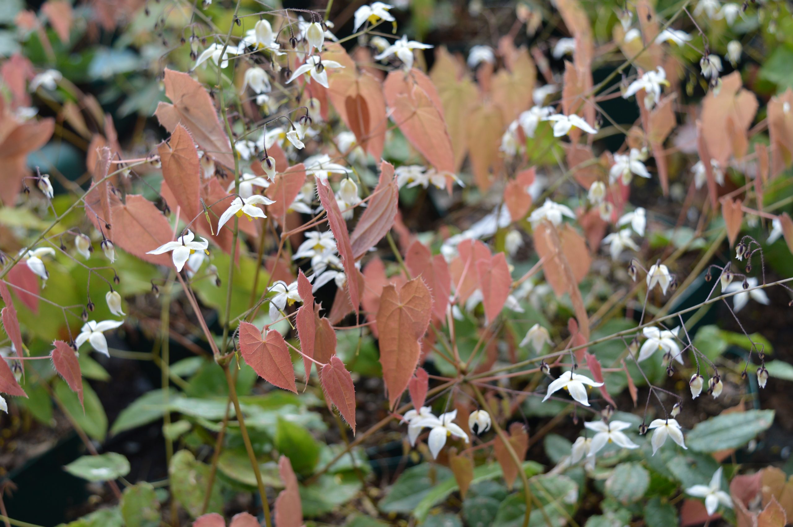 12785_epimedium_cult_mandarin_star_SS_002.jpg