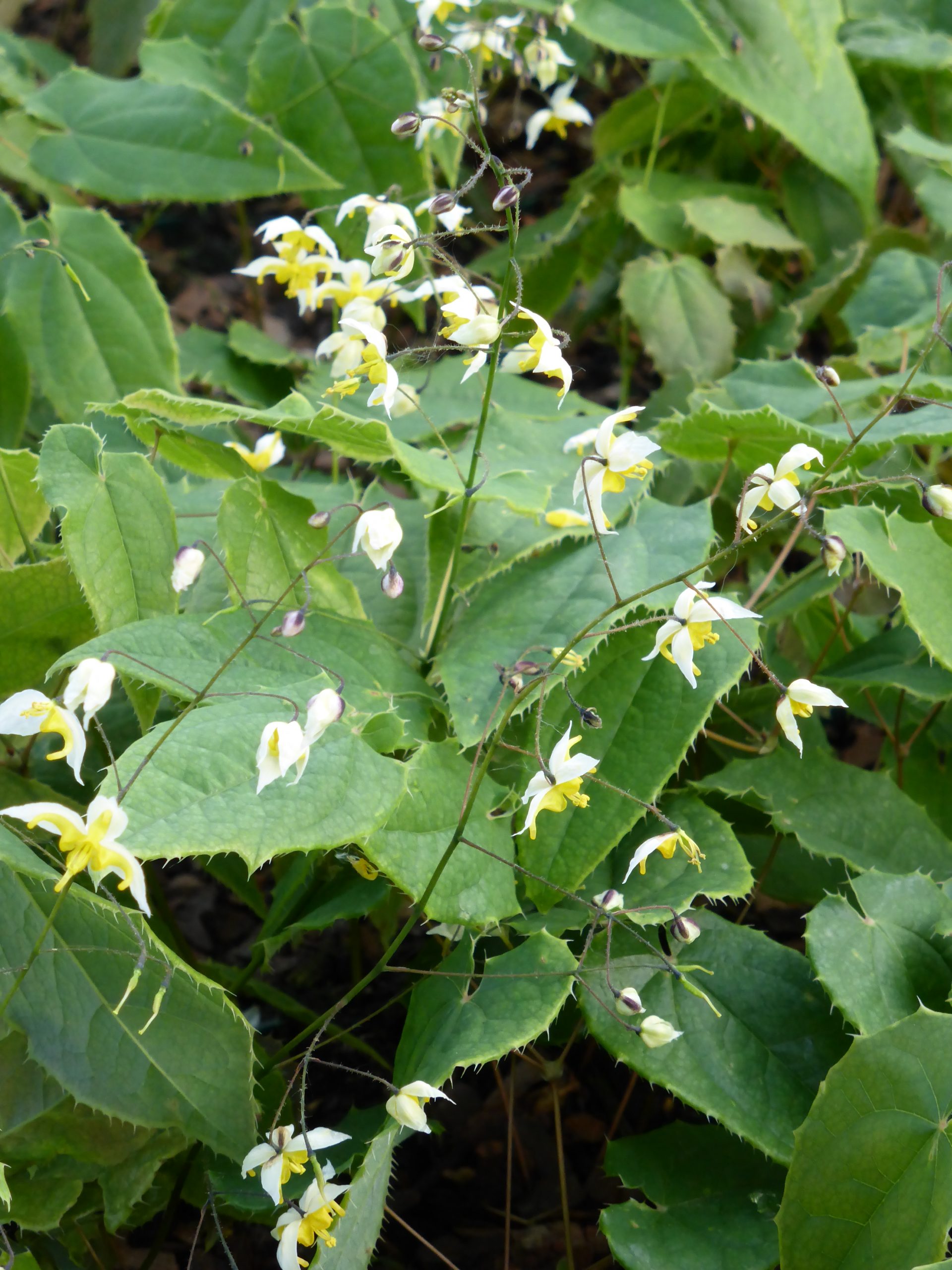 12786_epimedium_cult_mandarin_star_SS_003.jpg