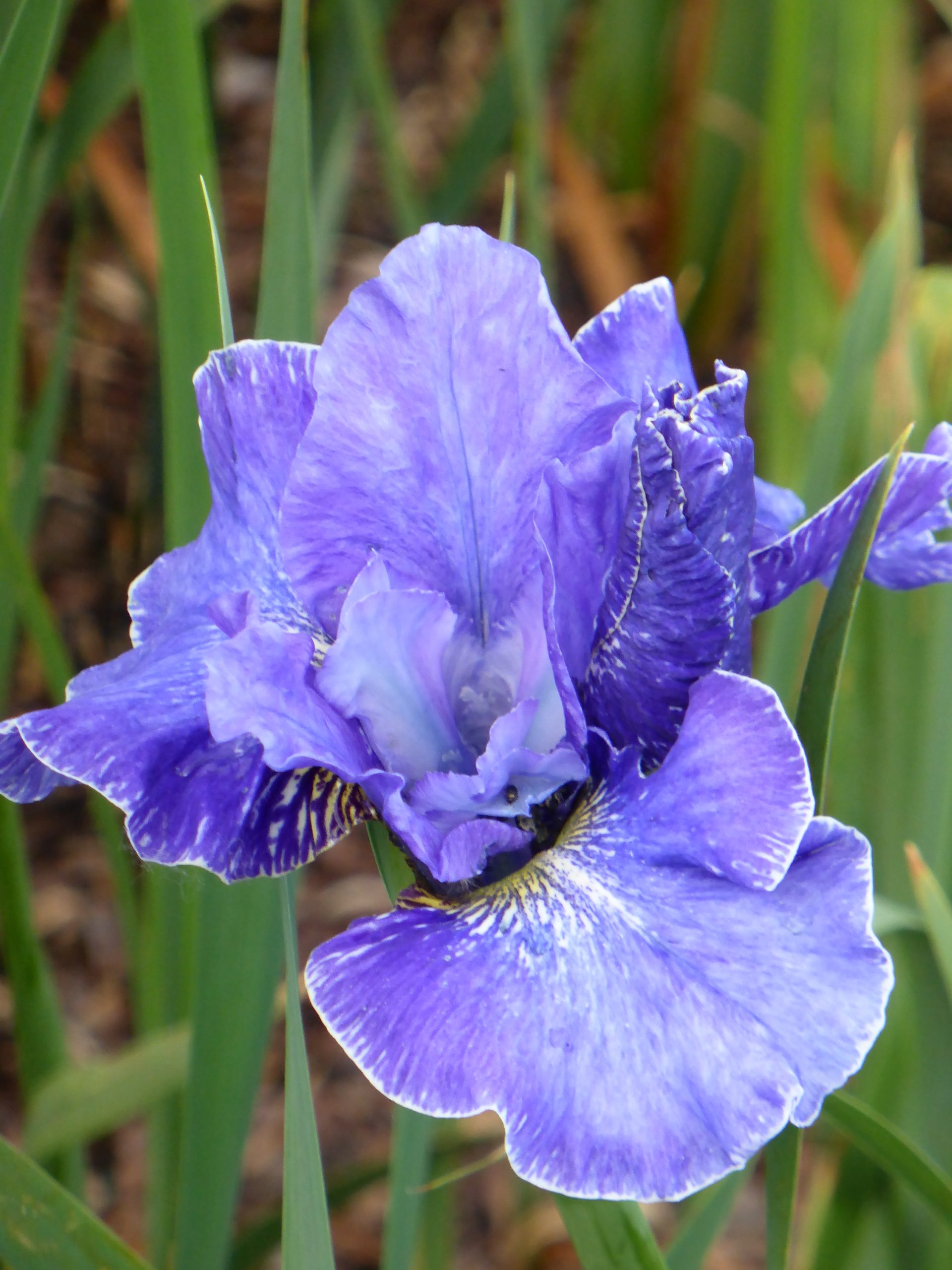 12789_iris_sibirica_blaue_milchstrasse_SS_001.jpg