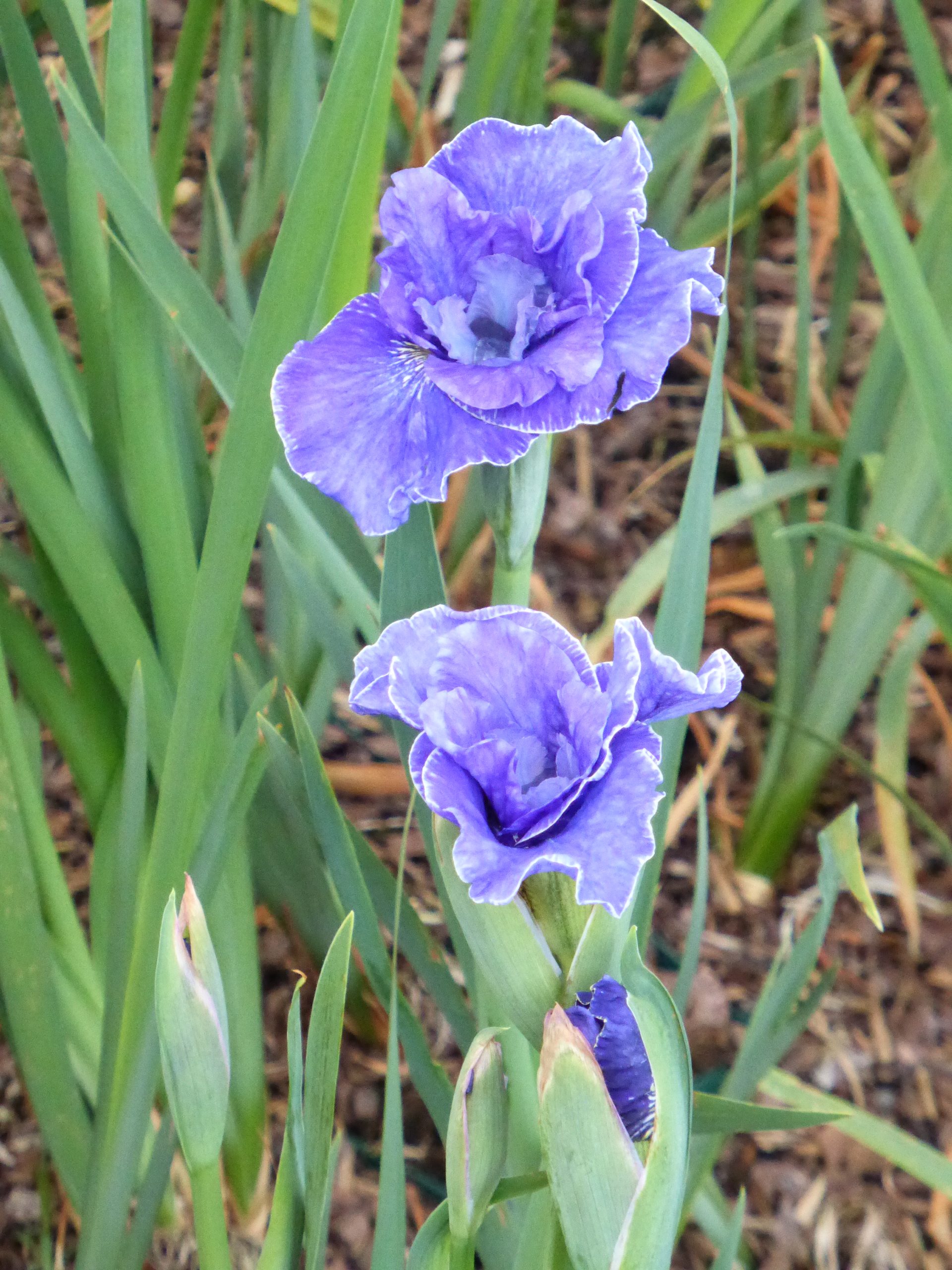 12790_iris_sibirica_blaue_milchstrasse_SS_002.jpg