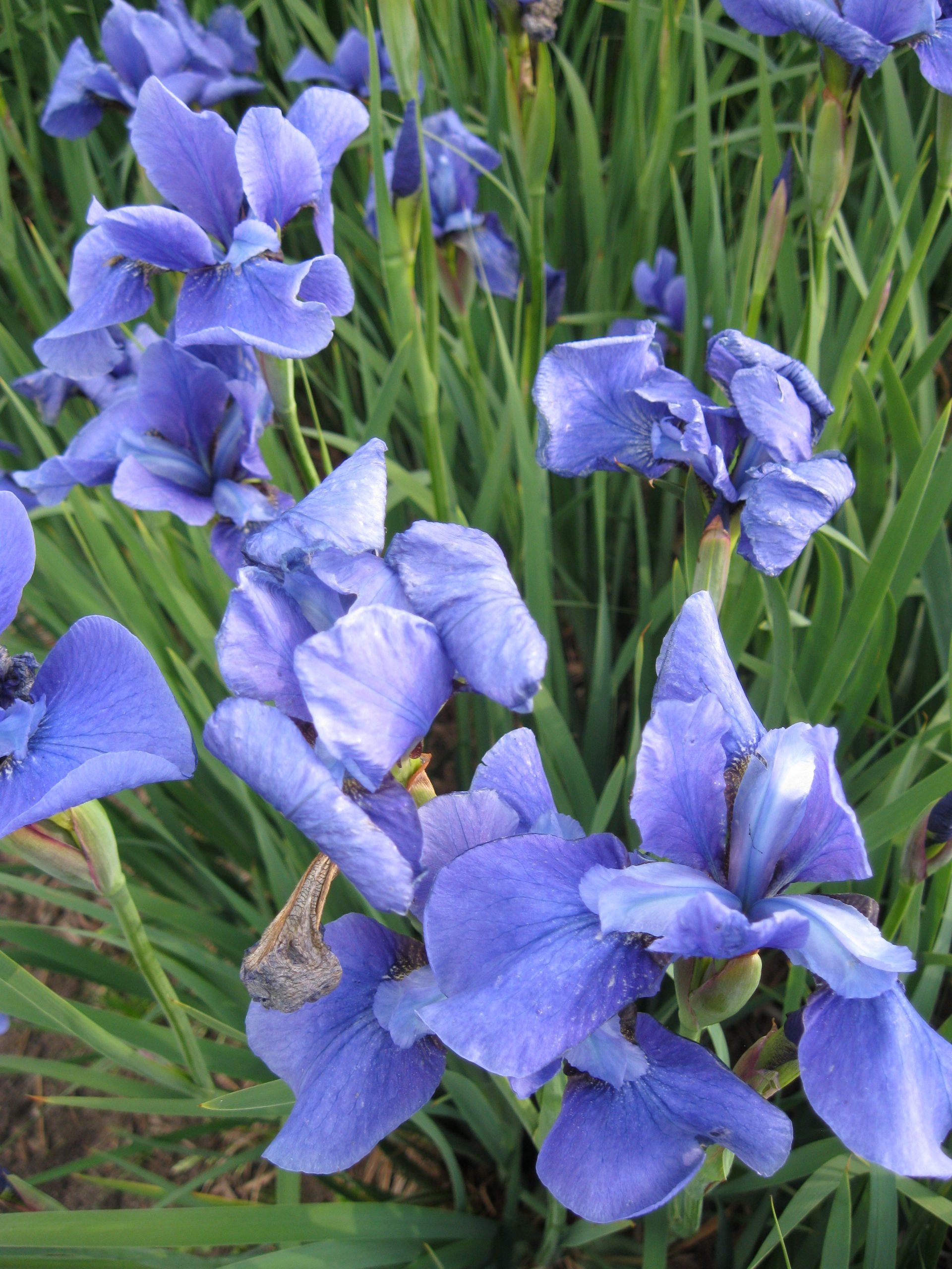 12791_iris_sibirica_taubenblau_SS_001.jpg