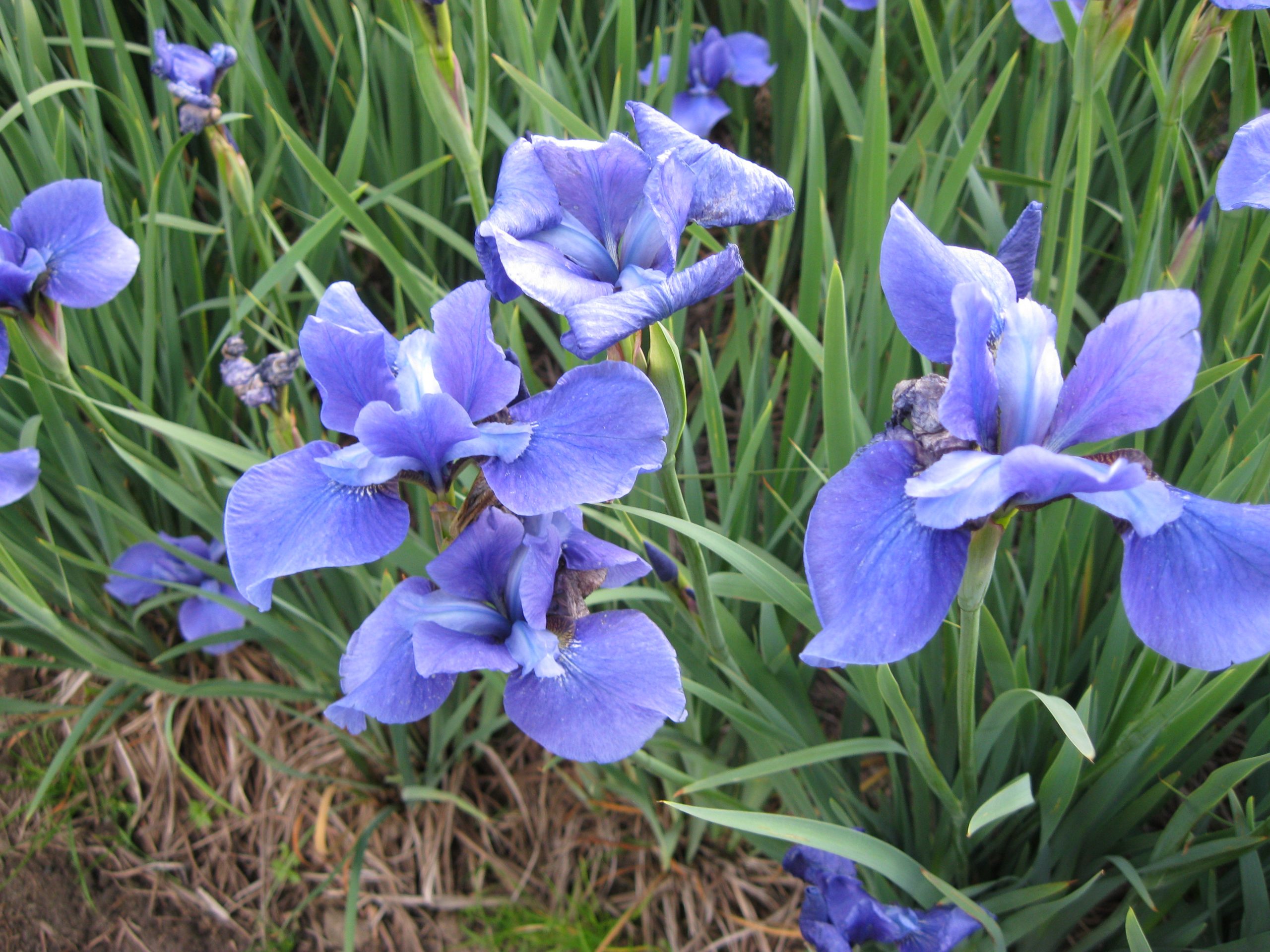 12792_iris_sibirica_taubenblau_SS_002.jpg
