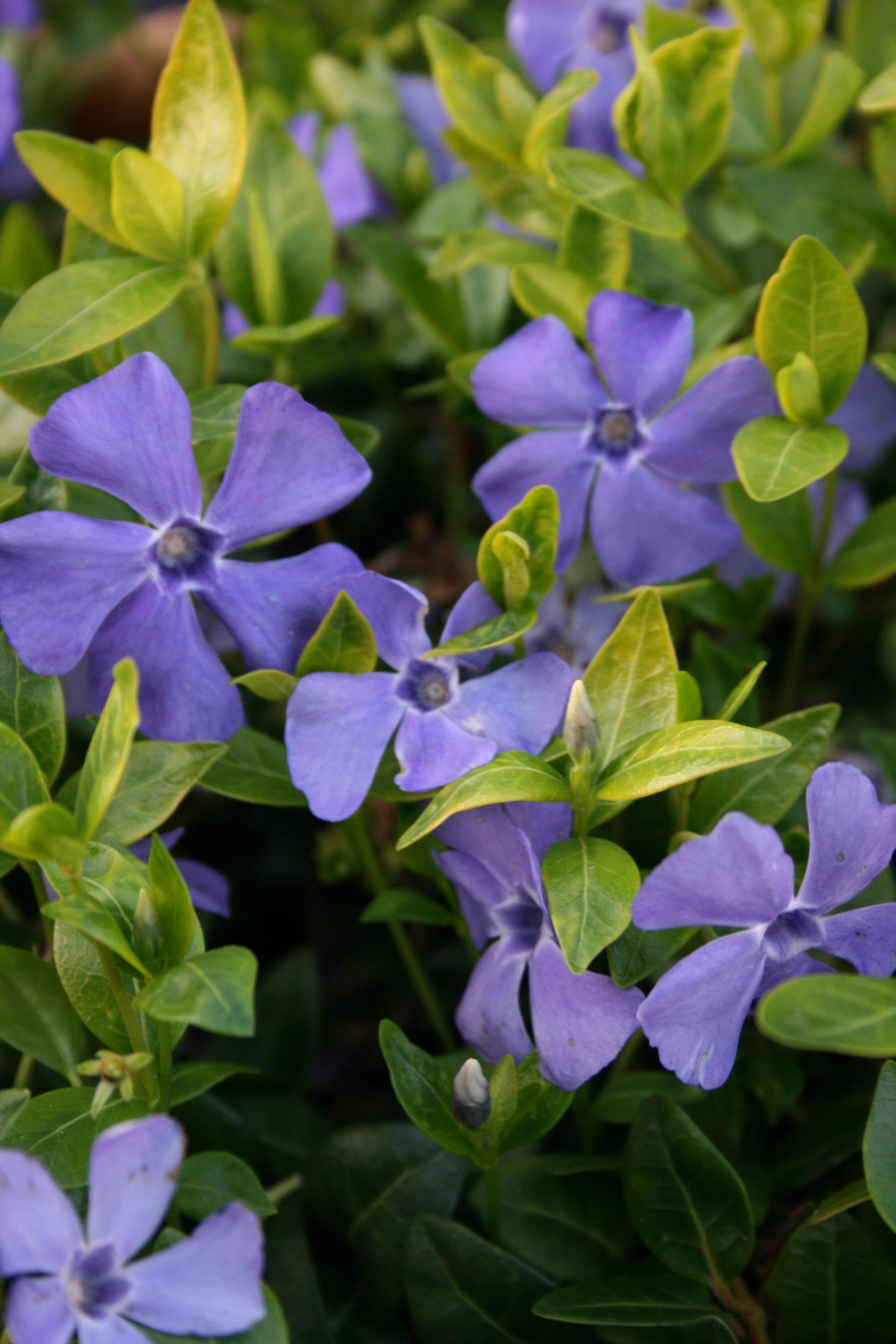 12797_vinca_minor_flower_power_SS_001.jpg