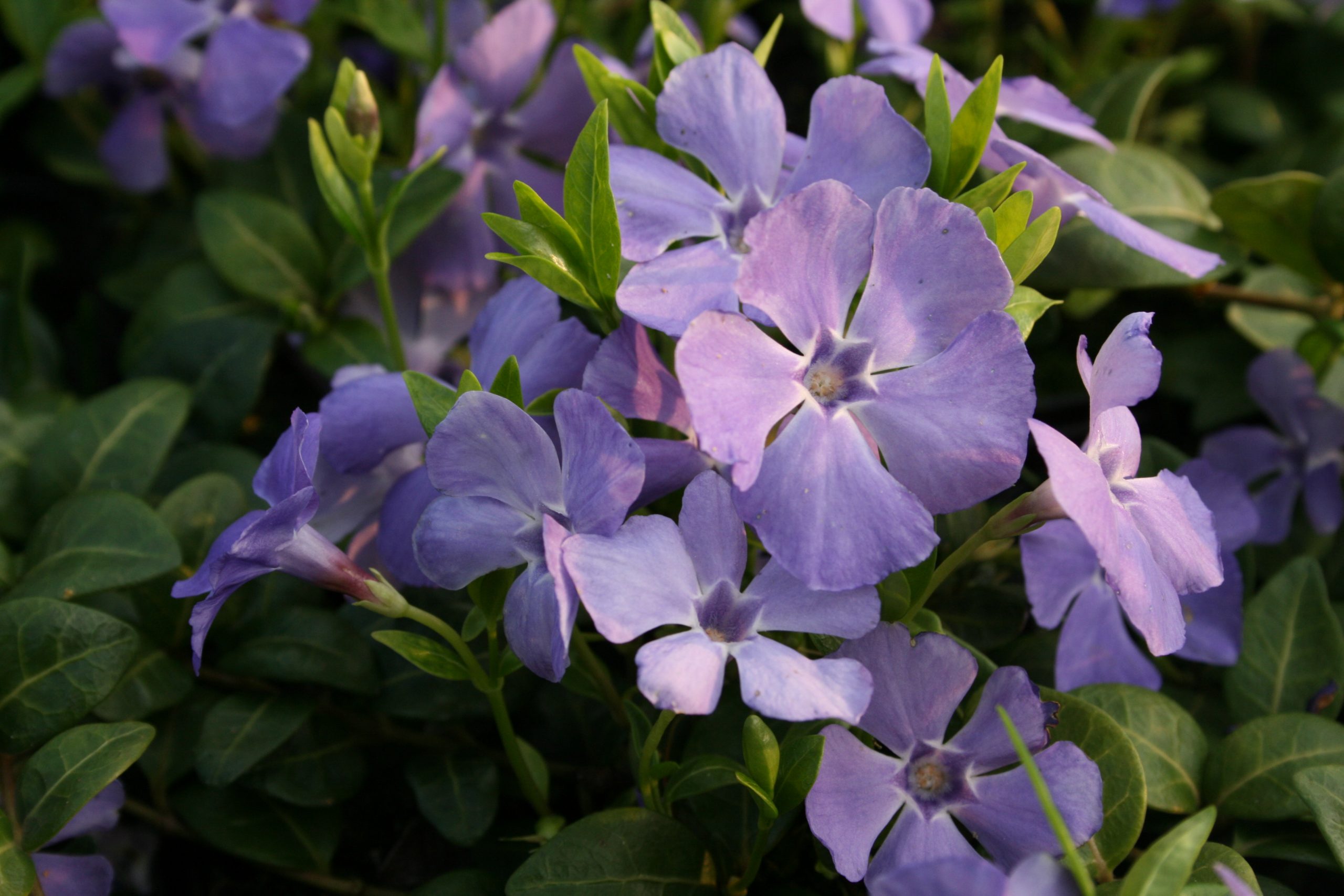 12798_vinca_minor_flower_power_SS_002.jpg