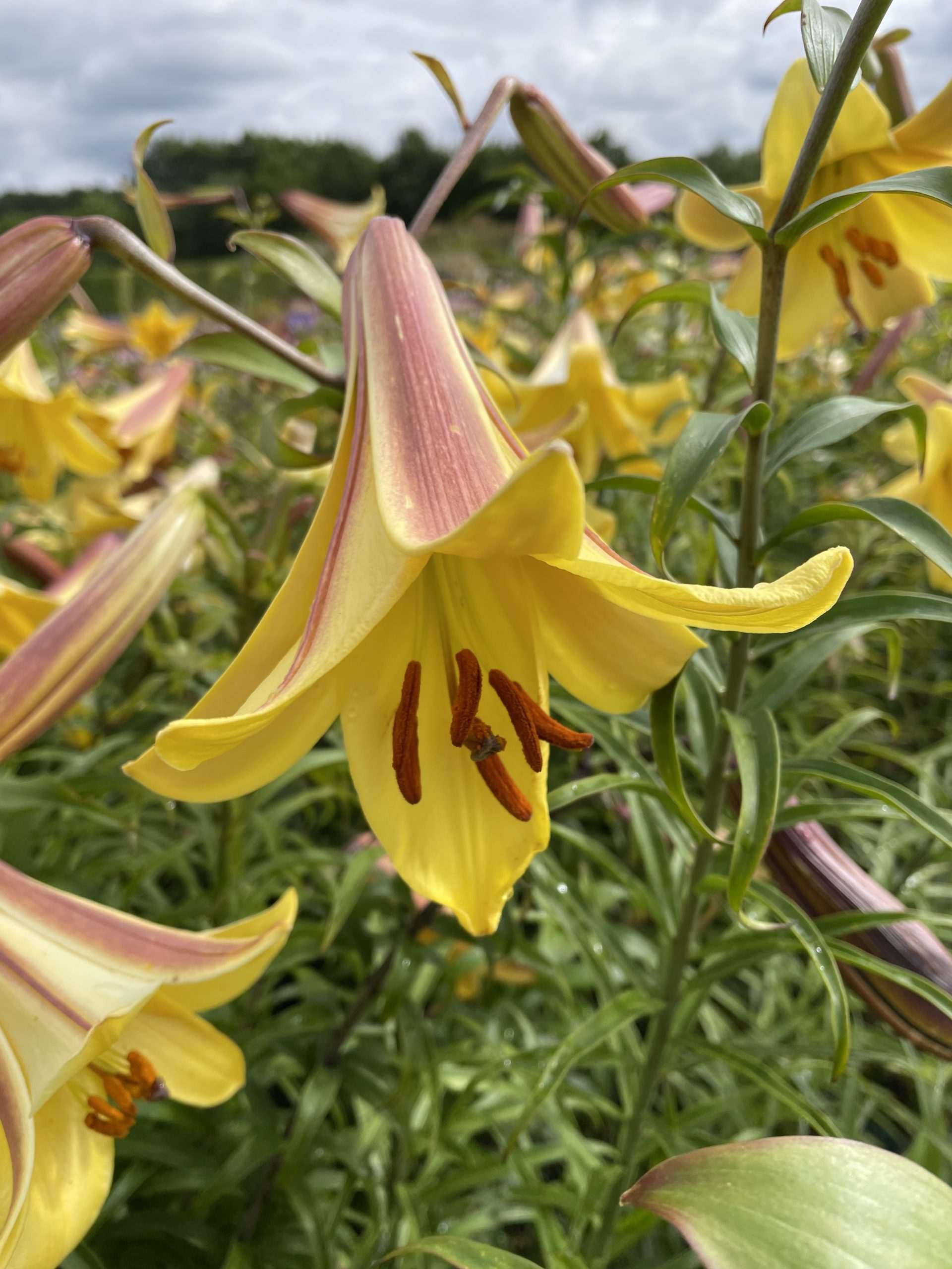 8364_lilium_aureum_golden_splendour_SS_003-1.jpg