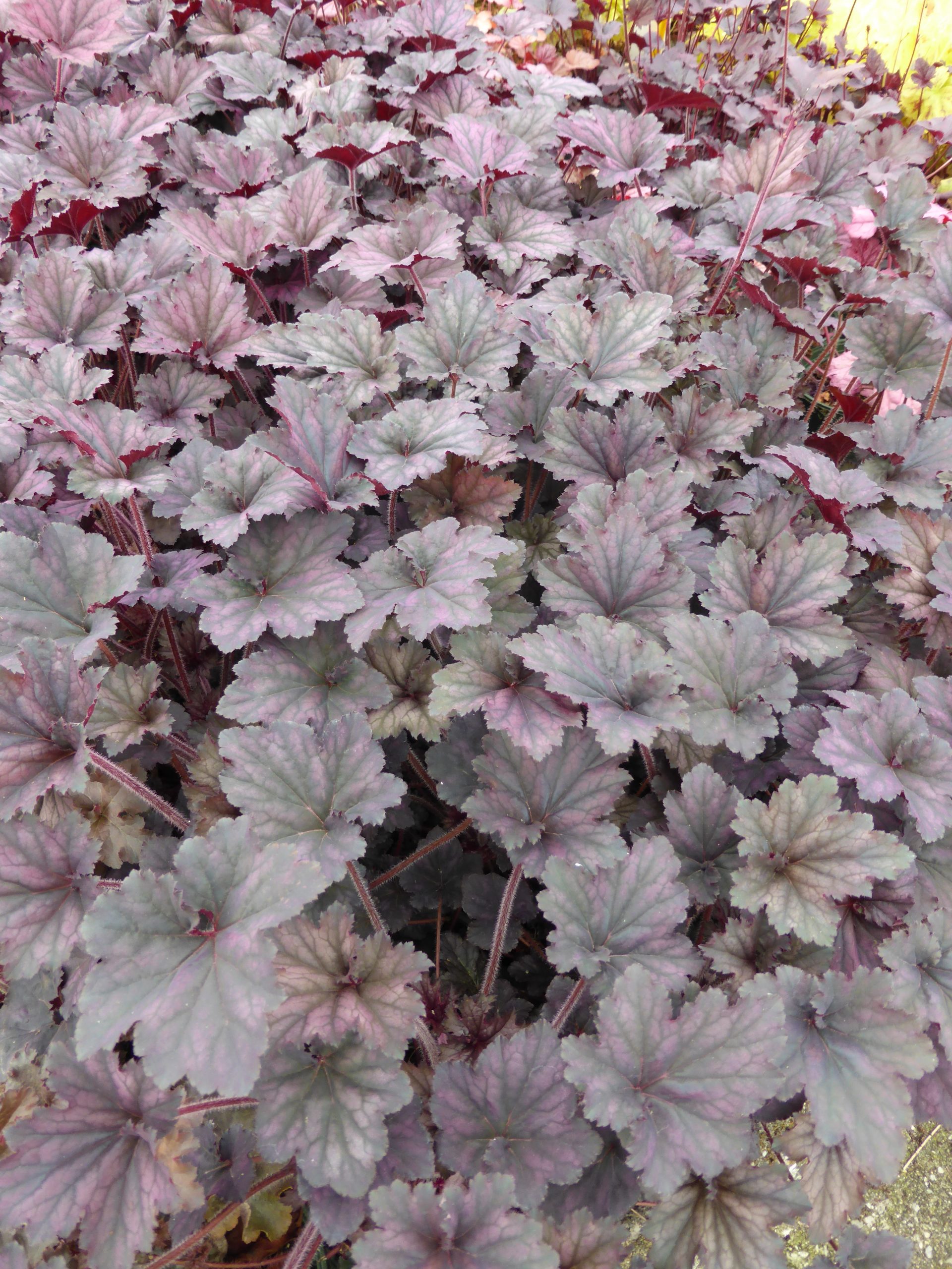 2507_heuchera_cultorum_frosted_violet_SS_001.jpeg