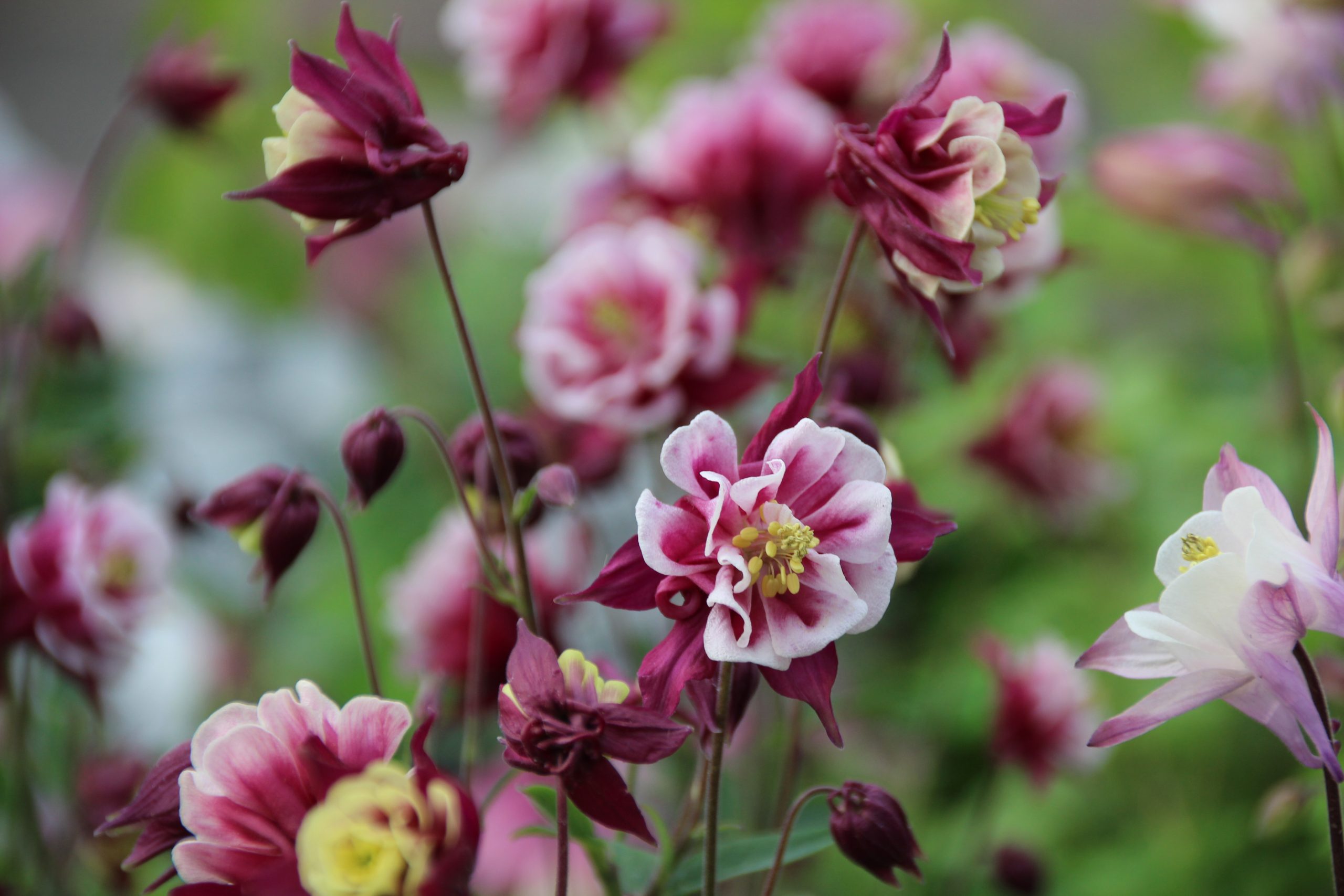 439_aquilegia_vulgaris_winky_double_red_white_SS_001-1.jpeg
