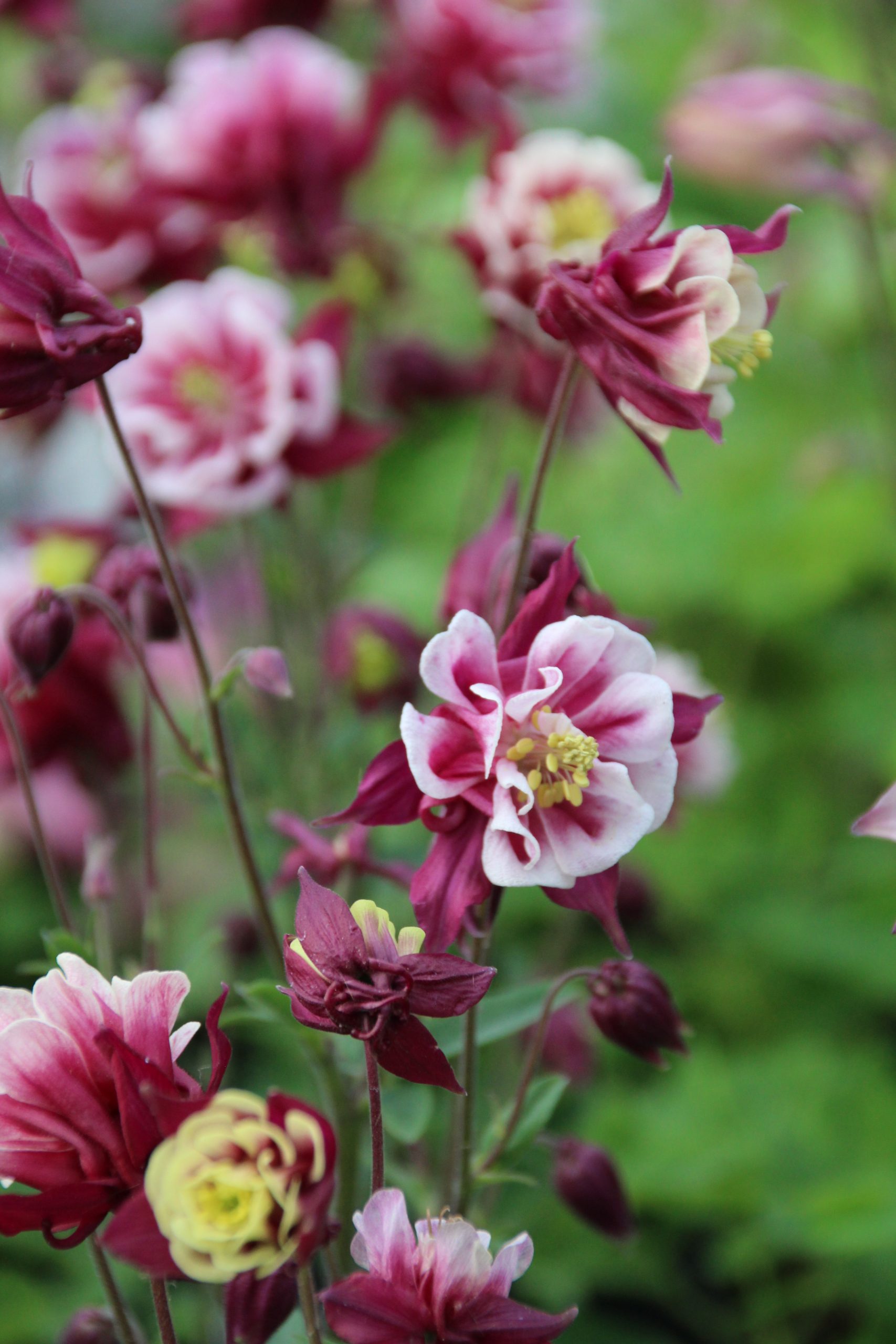 440_aquilegia_vulgaris_winky_double_red_white_SS_002-1.jpeg