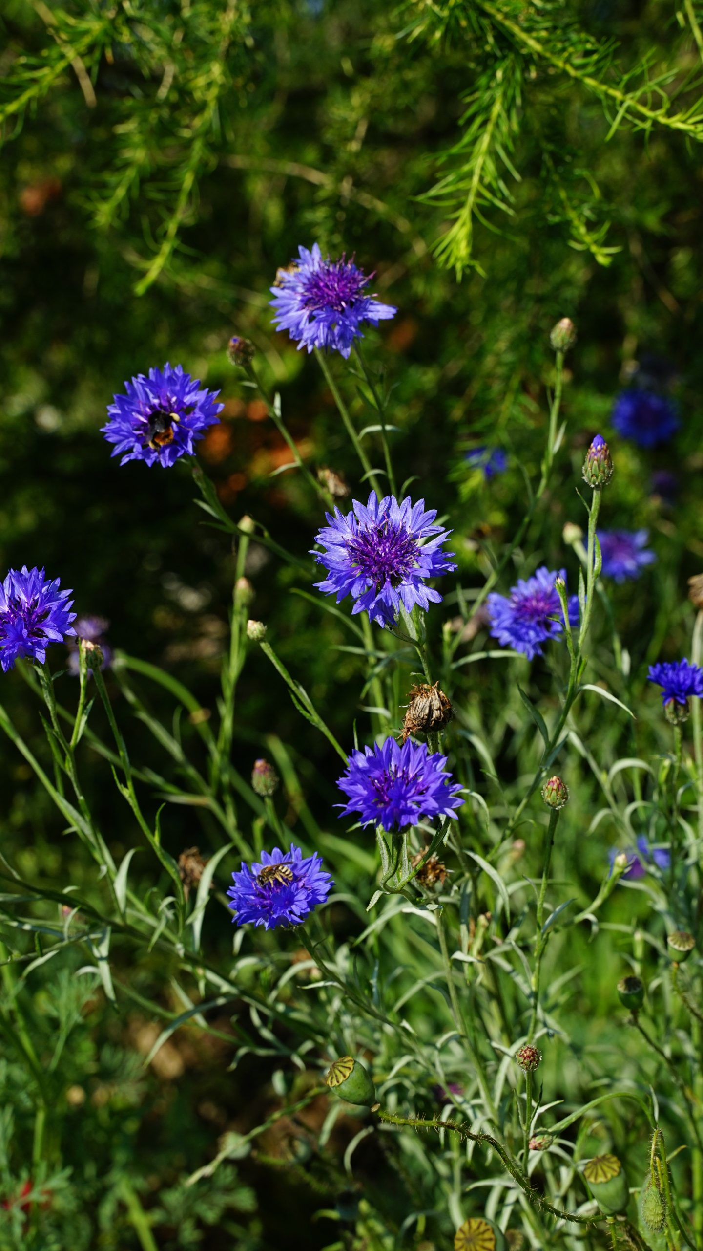 7175_centaurea_cyanus_SS_001.jpeg