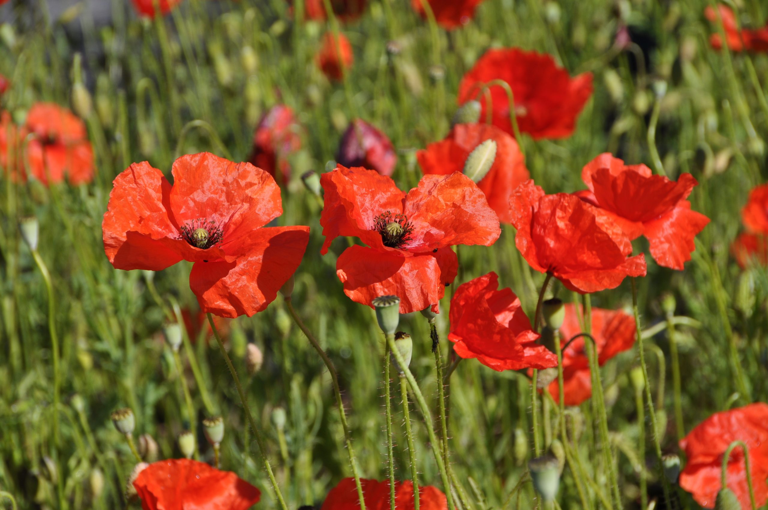 8022_papaver_rhoeas_BG_001.jpg
