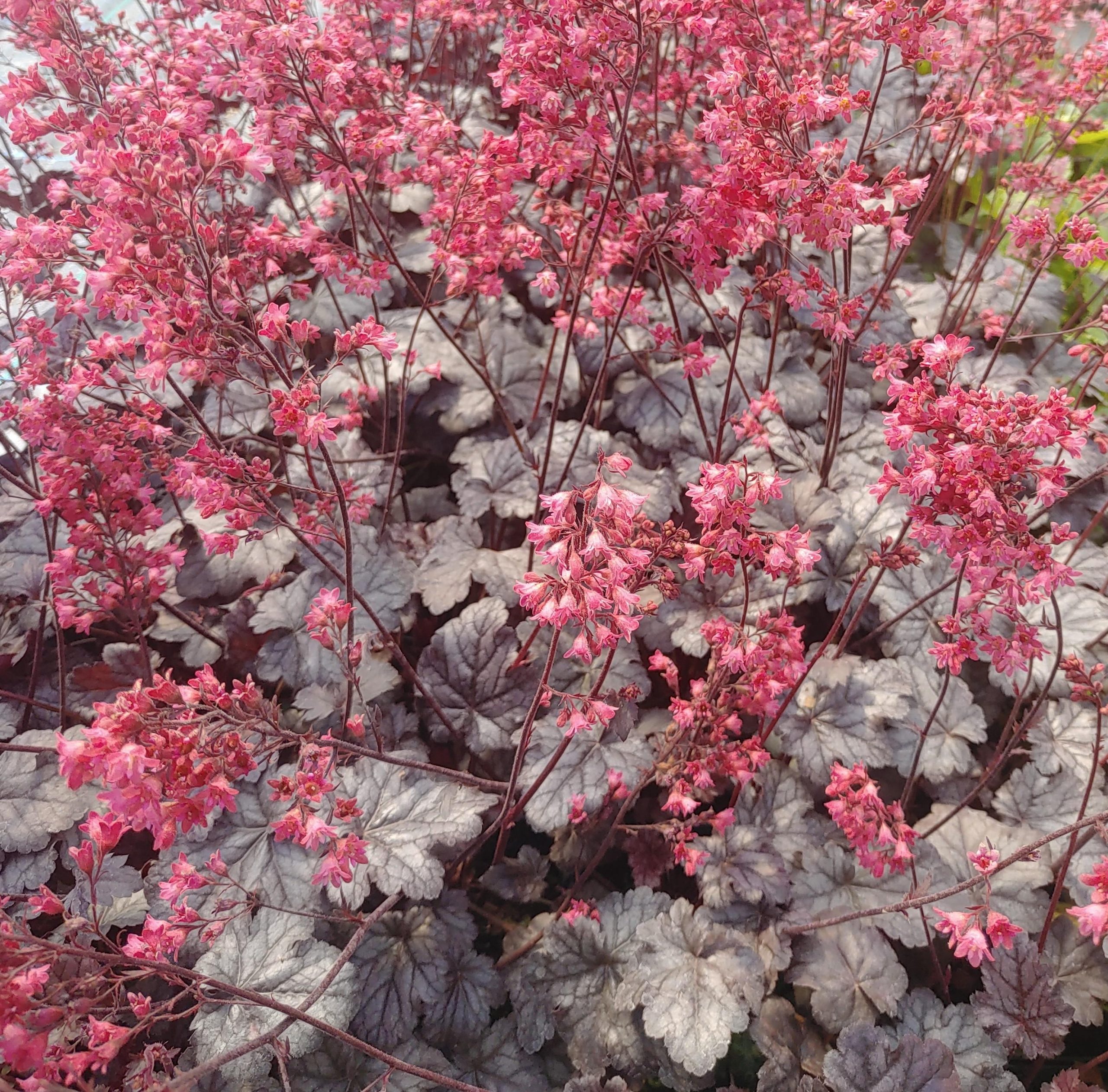 13068_heuchera_micrantha_timeless_treasure_CH_001.jpg