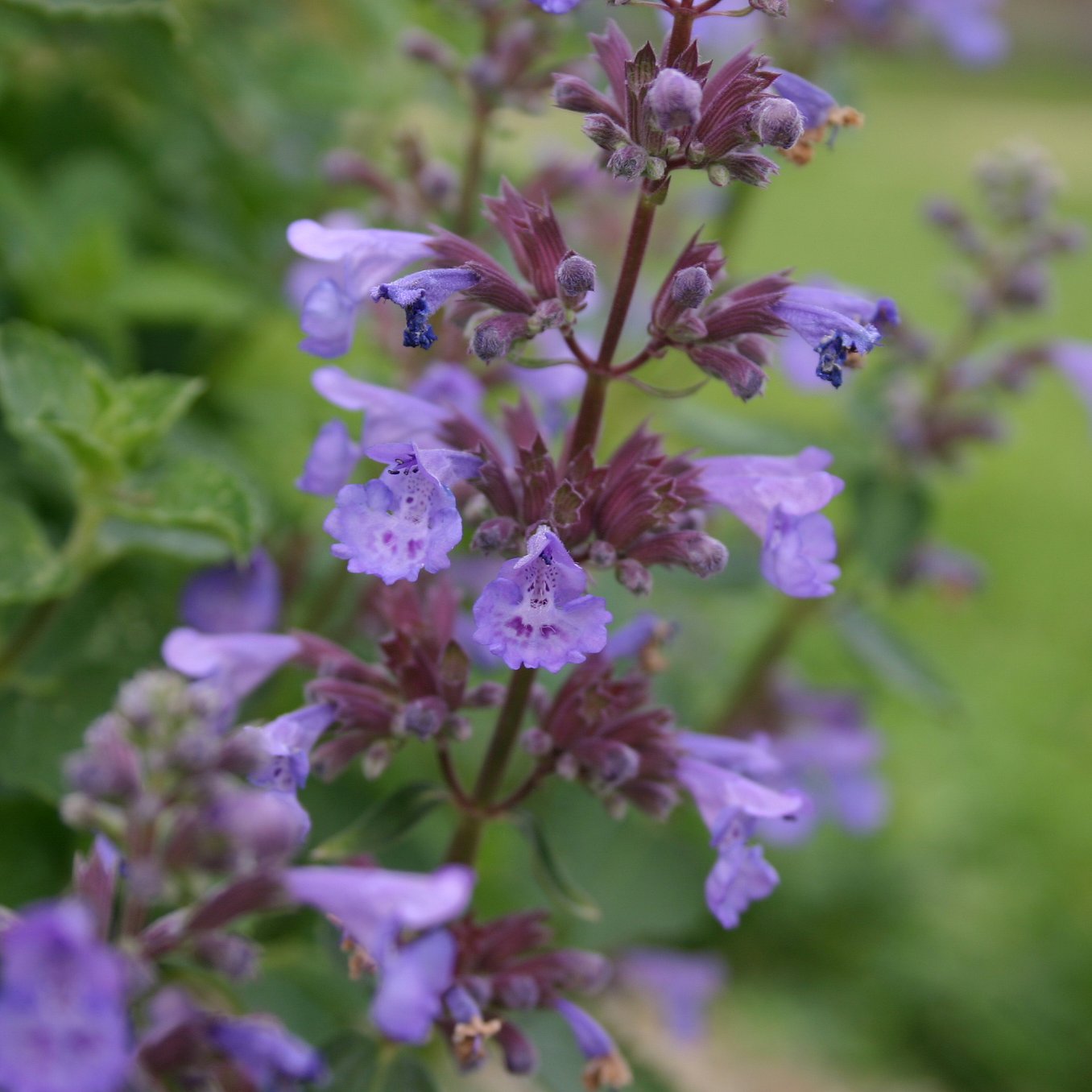 13107_nepeta_grandiflora_blue_danube_CH_003.jpg