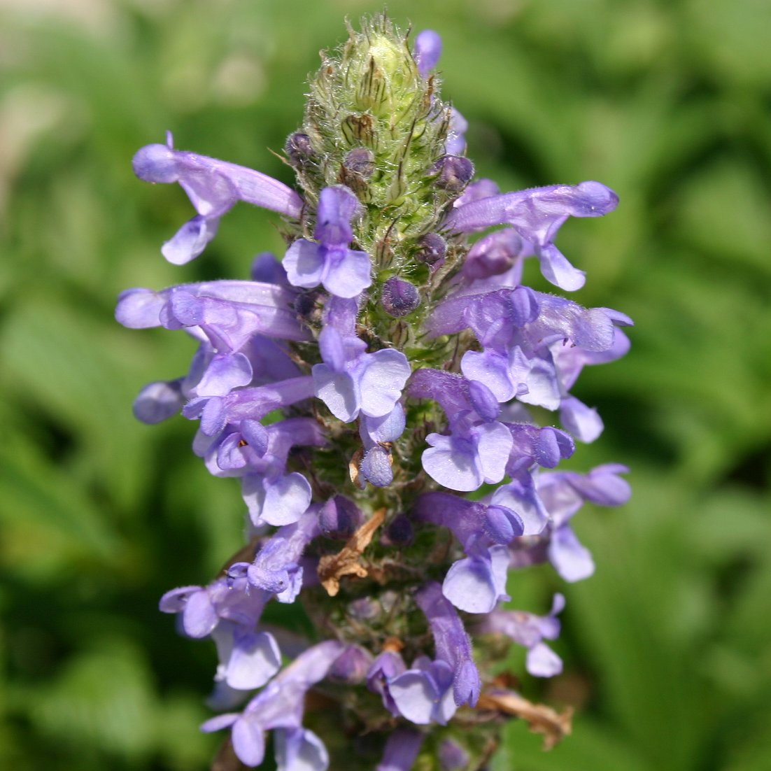 13114_nepeta_nervosa_CH_004.jpg